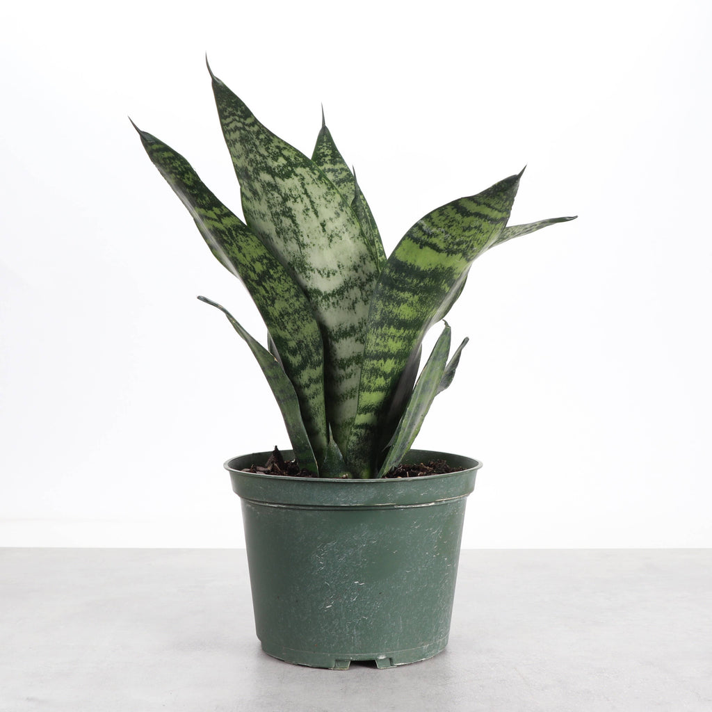 Snake 'Zeylancia',Plant 4"