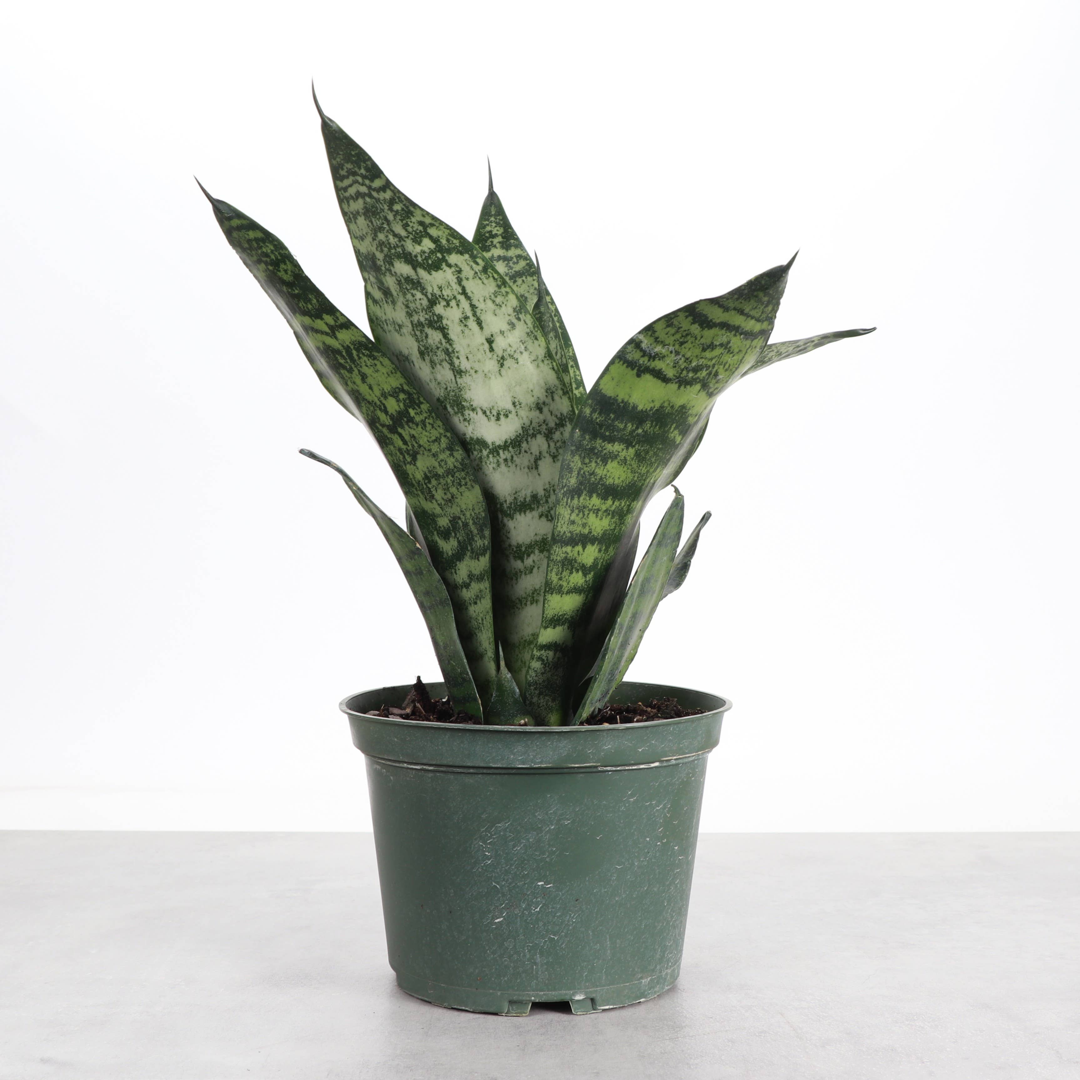 Snake 'Zeylancia',Plant 4"
