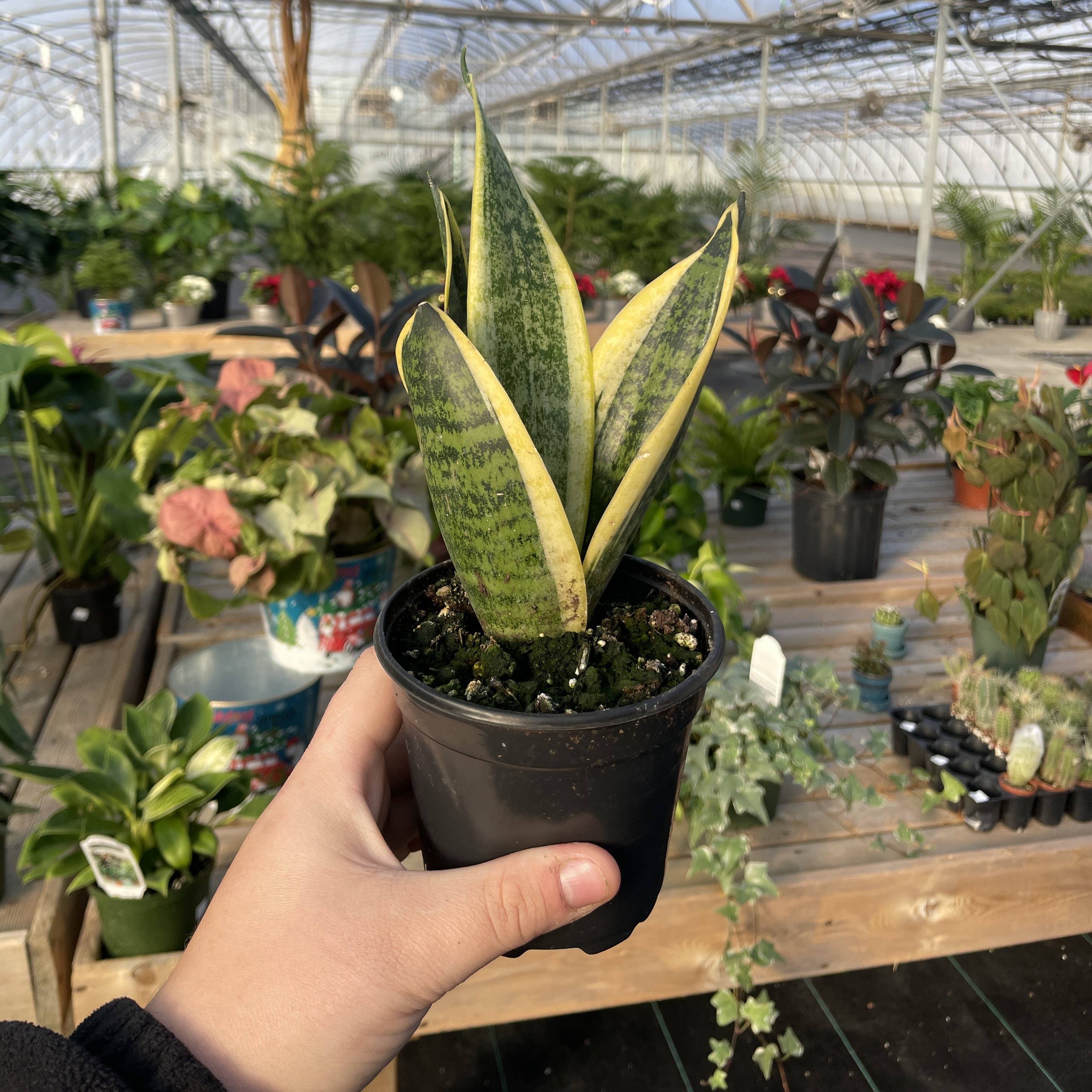 Snake 'Laurentii', Variegated 4"