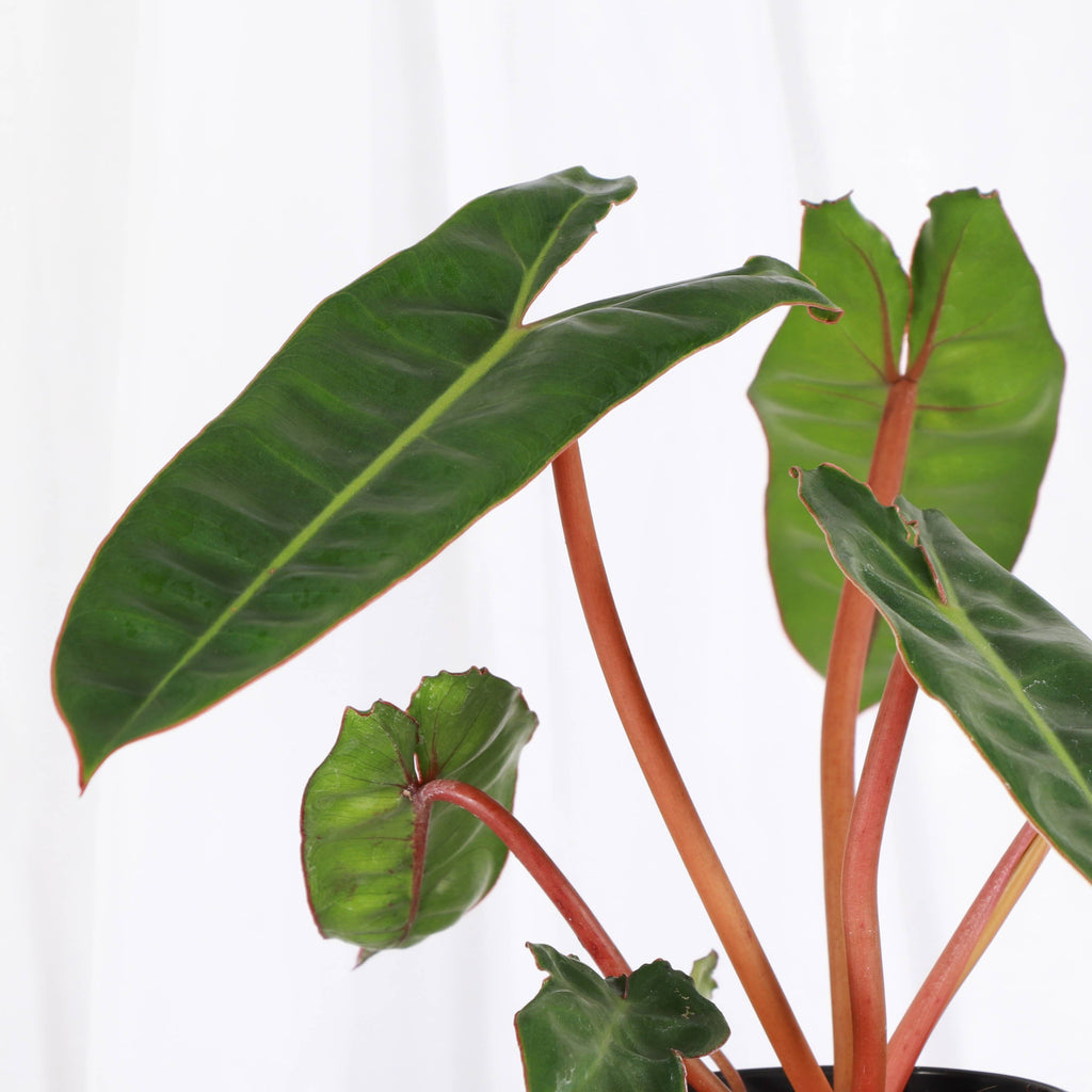 Philodendron Billietiae 4"