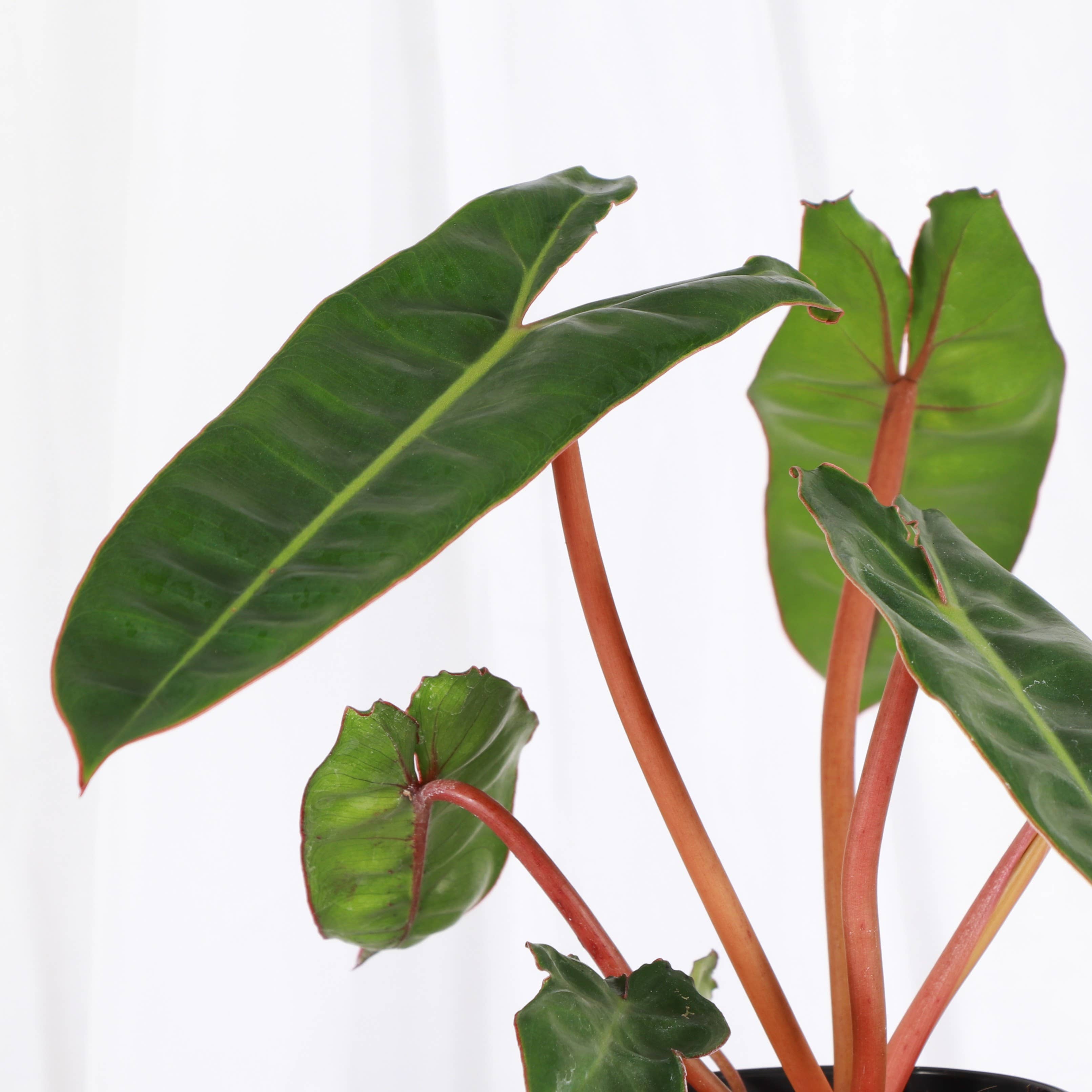 Philodendron Billietiae 4"