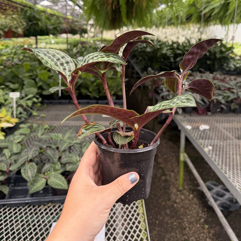 Seersucker Plant 4"