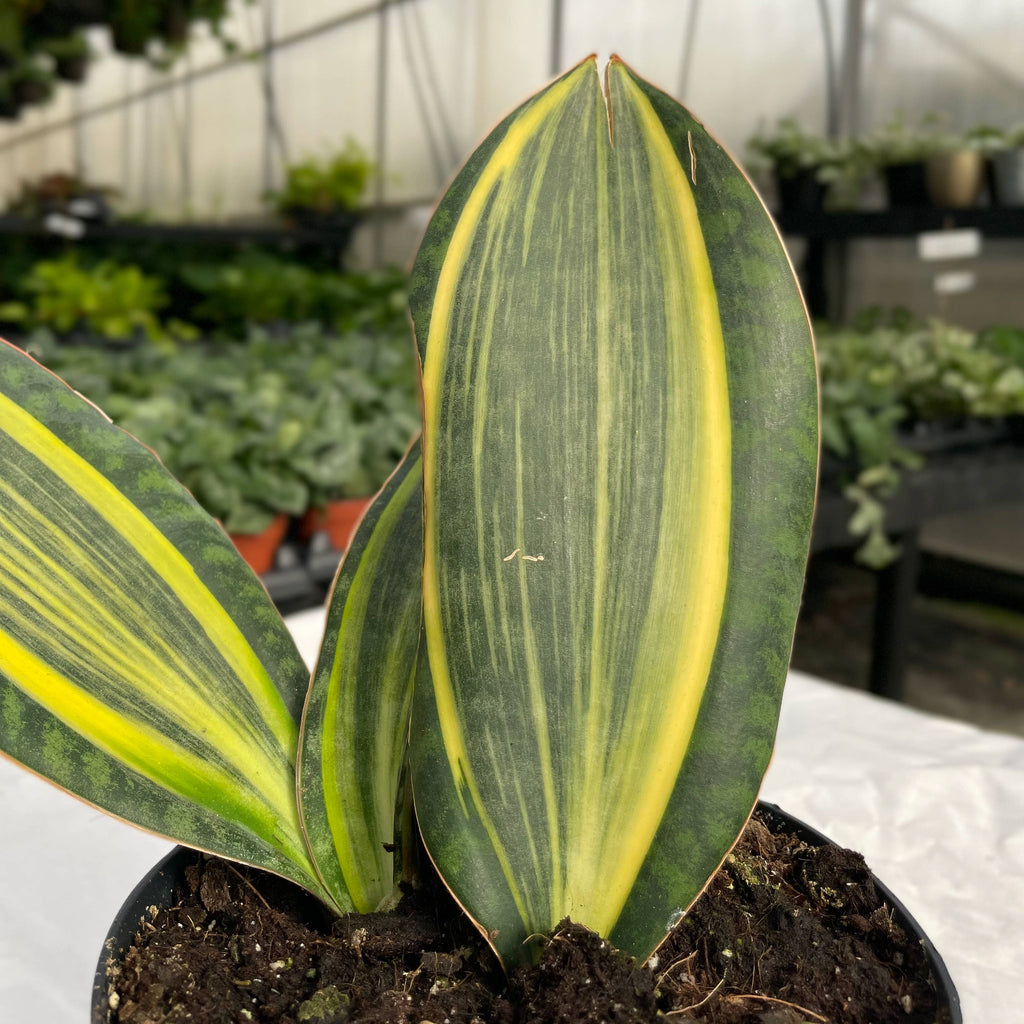 Var Whale Fin Snake Plant