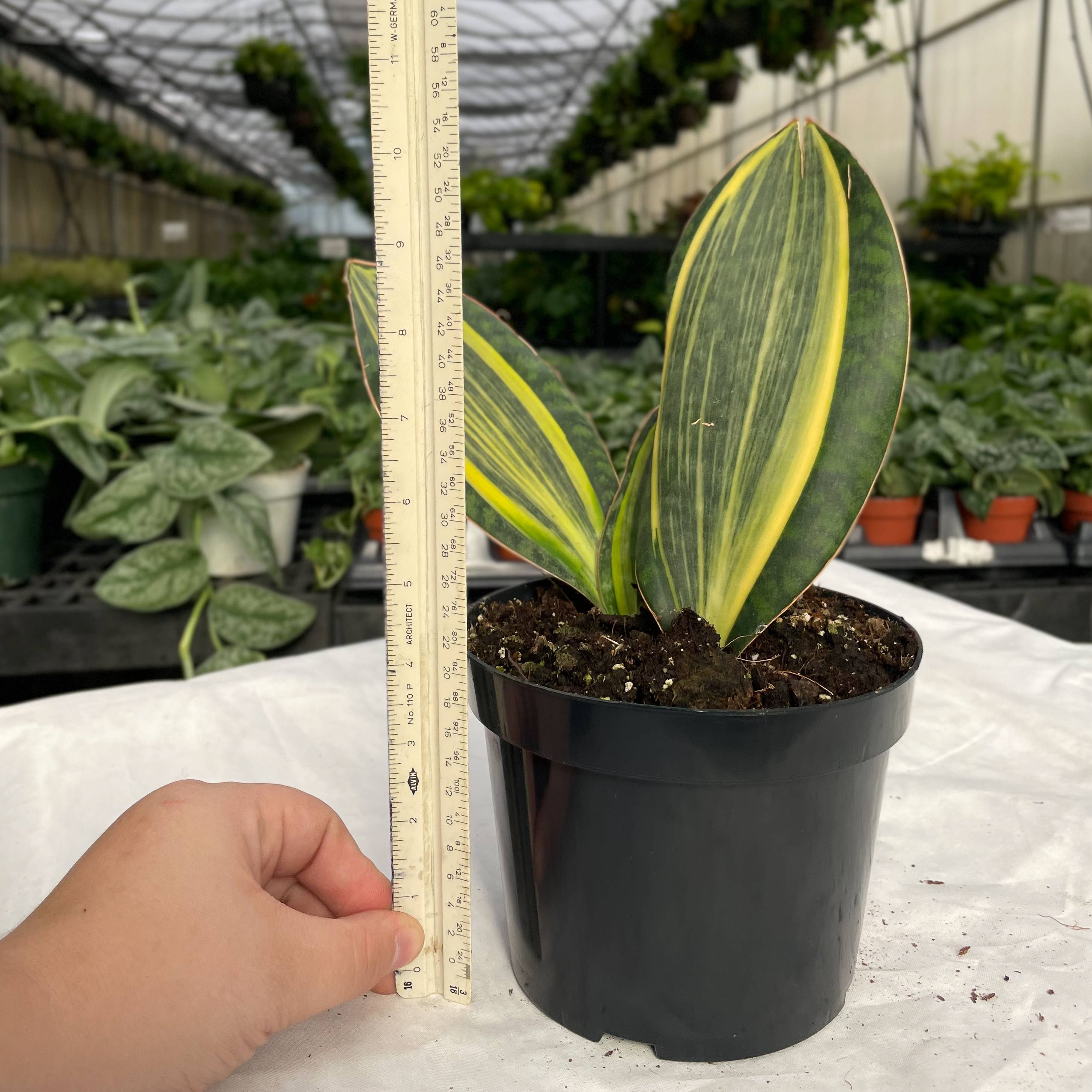 Var Whale Fin Snake Plant