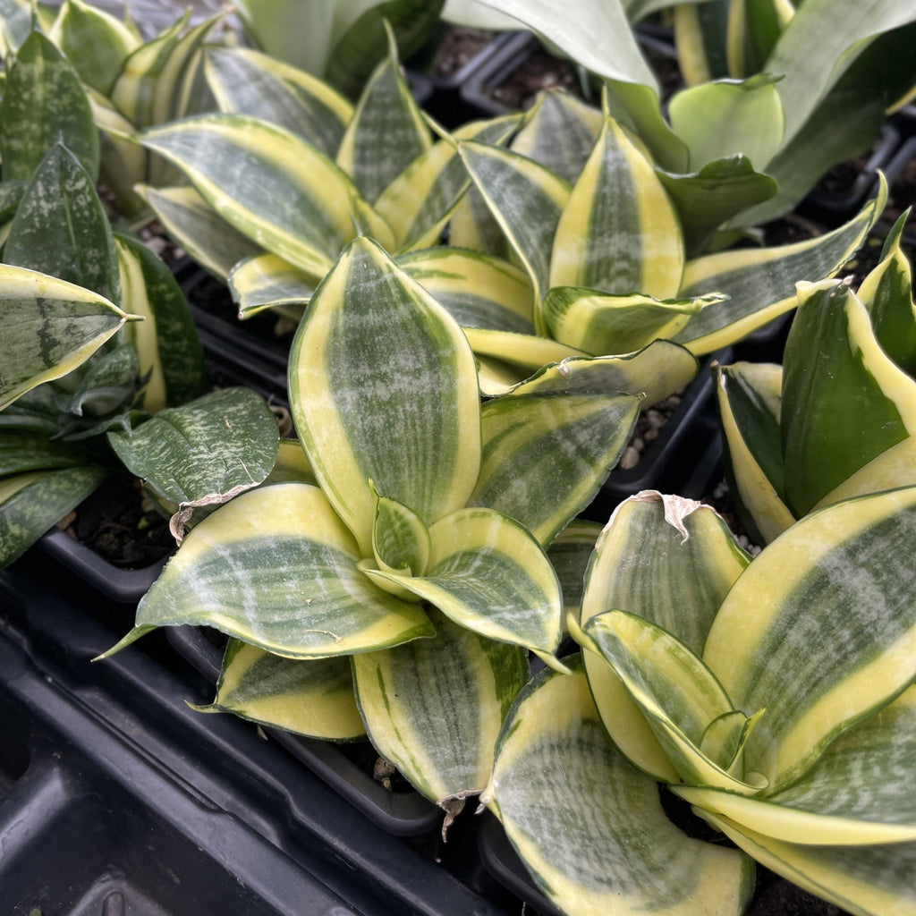 Bird's Nest Snake Plant 3"