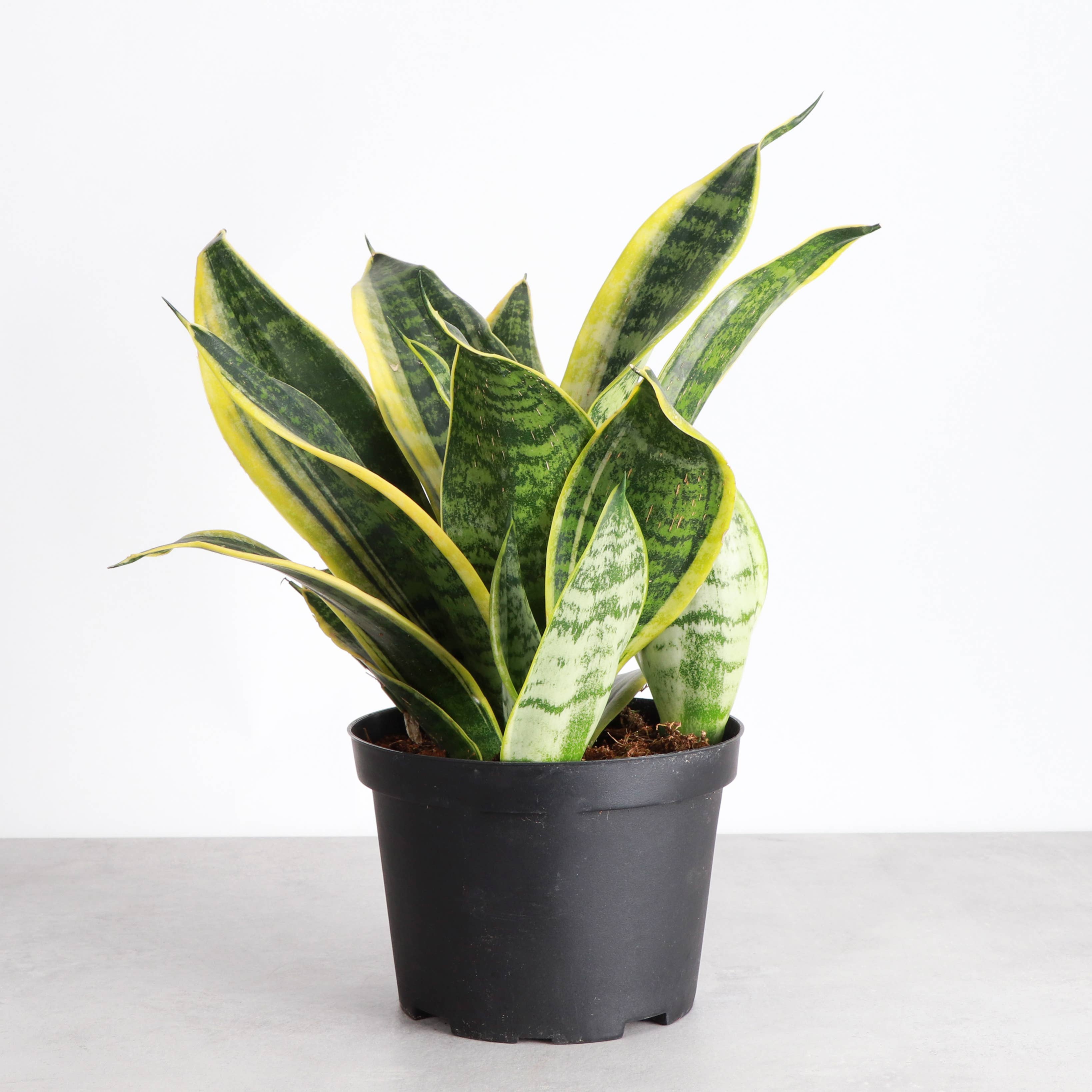 Snake 'Laurentii', Variegated 4"