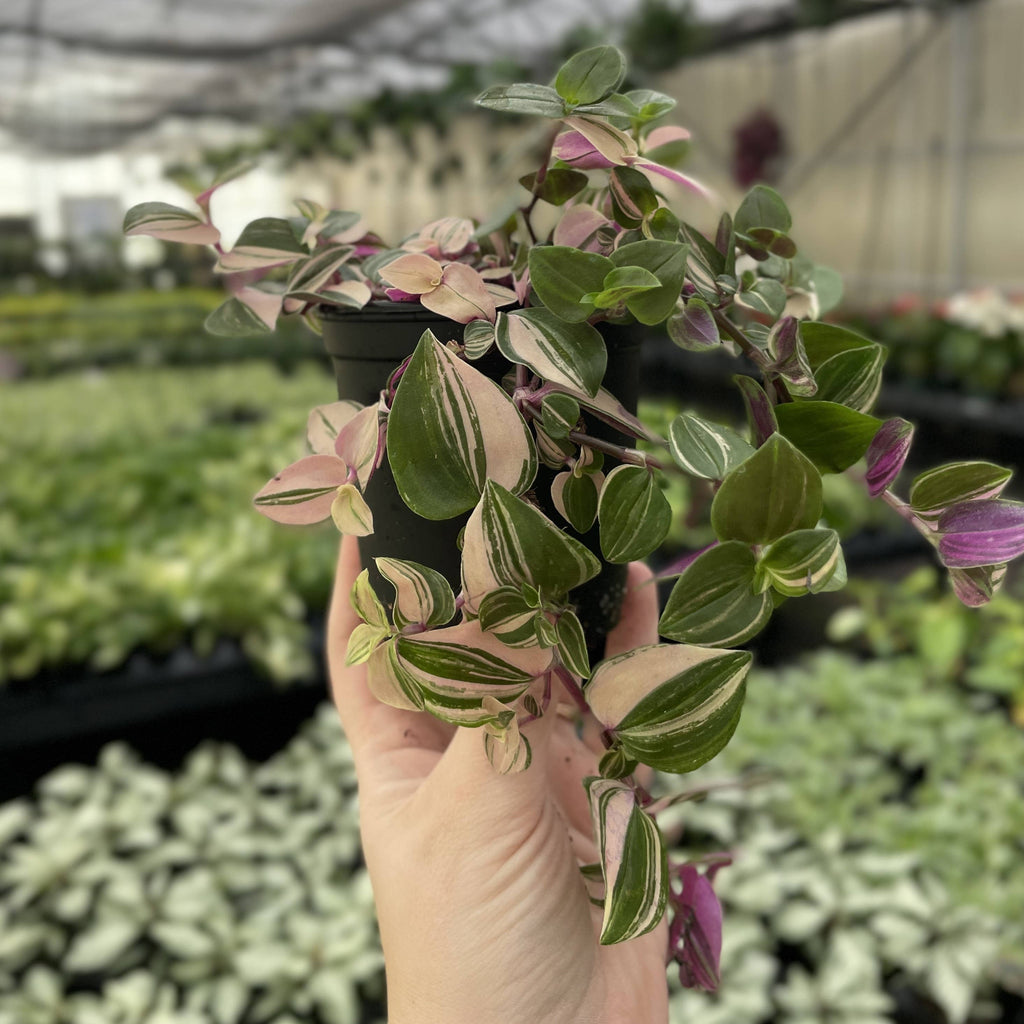 Tradescantia Quadricolor 4"