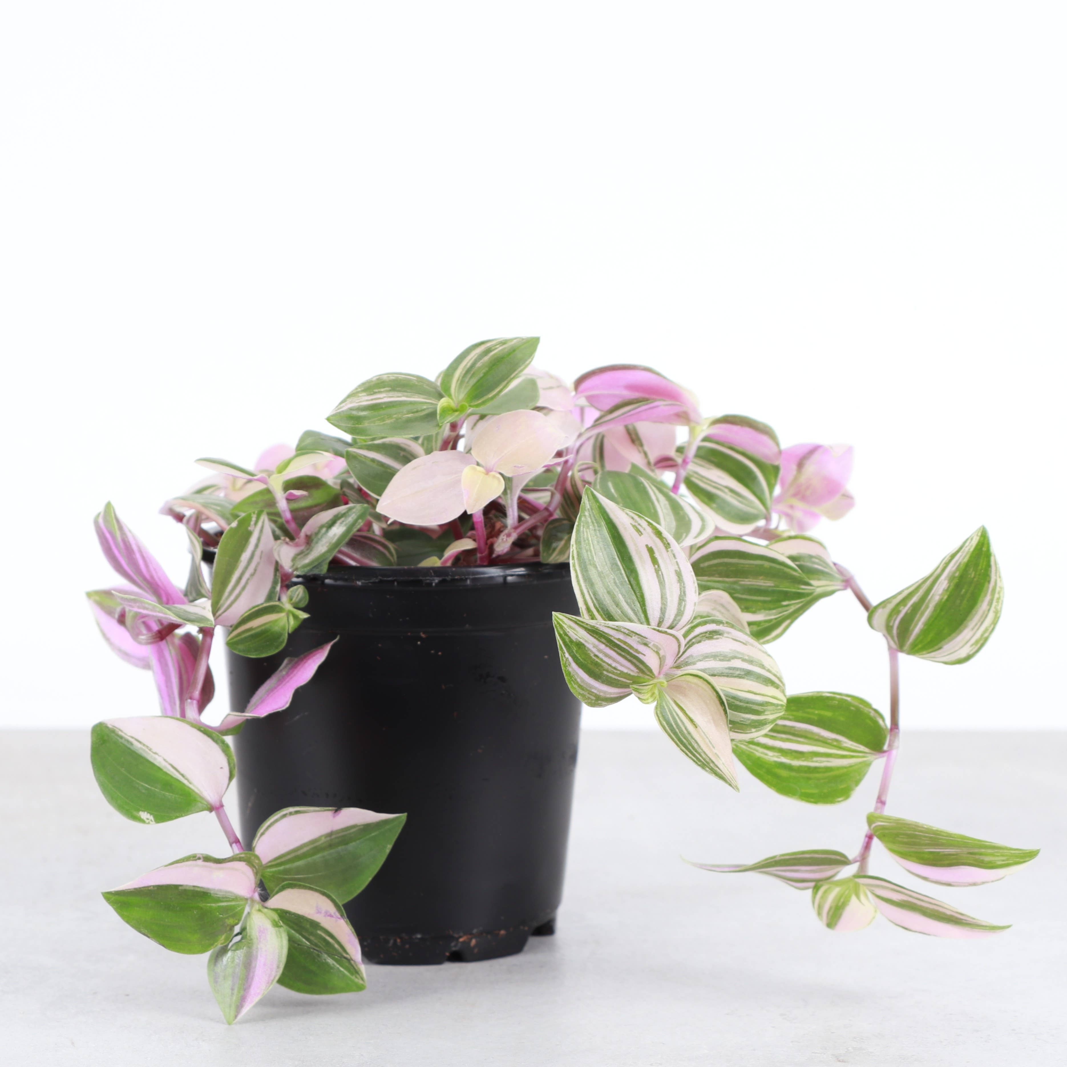 Tradescantia Quadricolor 4"