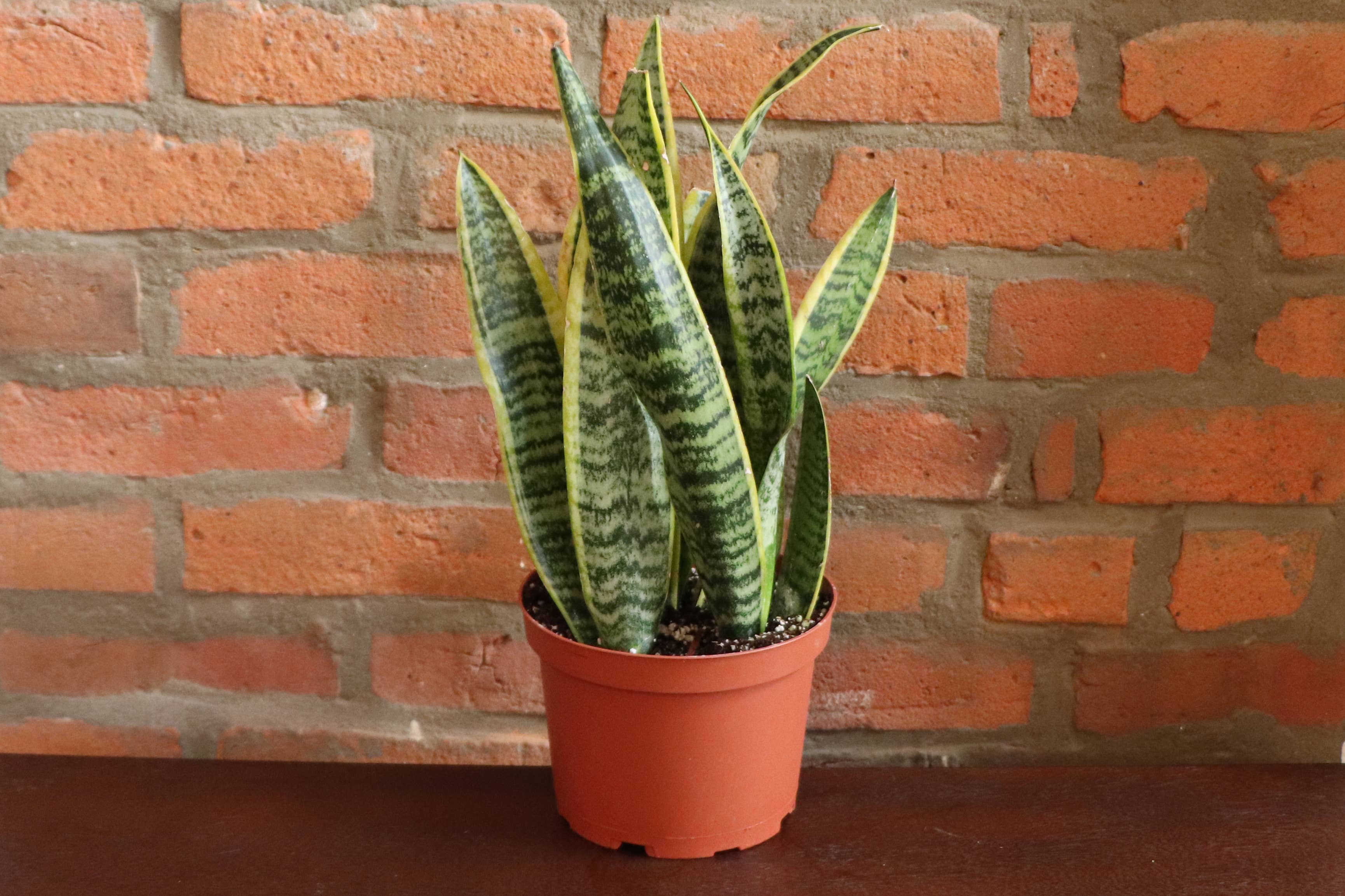 Snake 'Laurentii', Variegated 4"