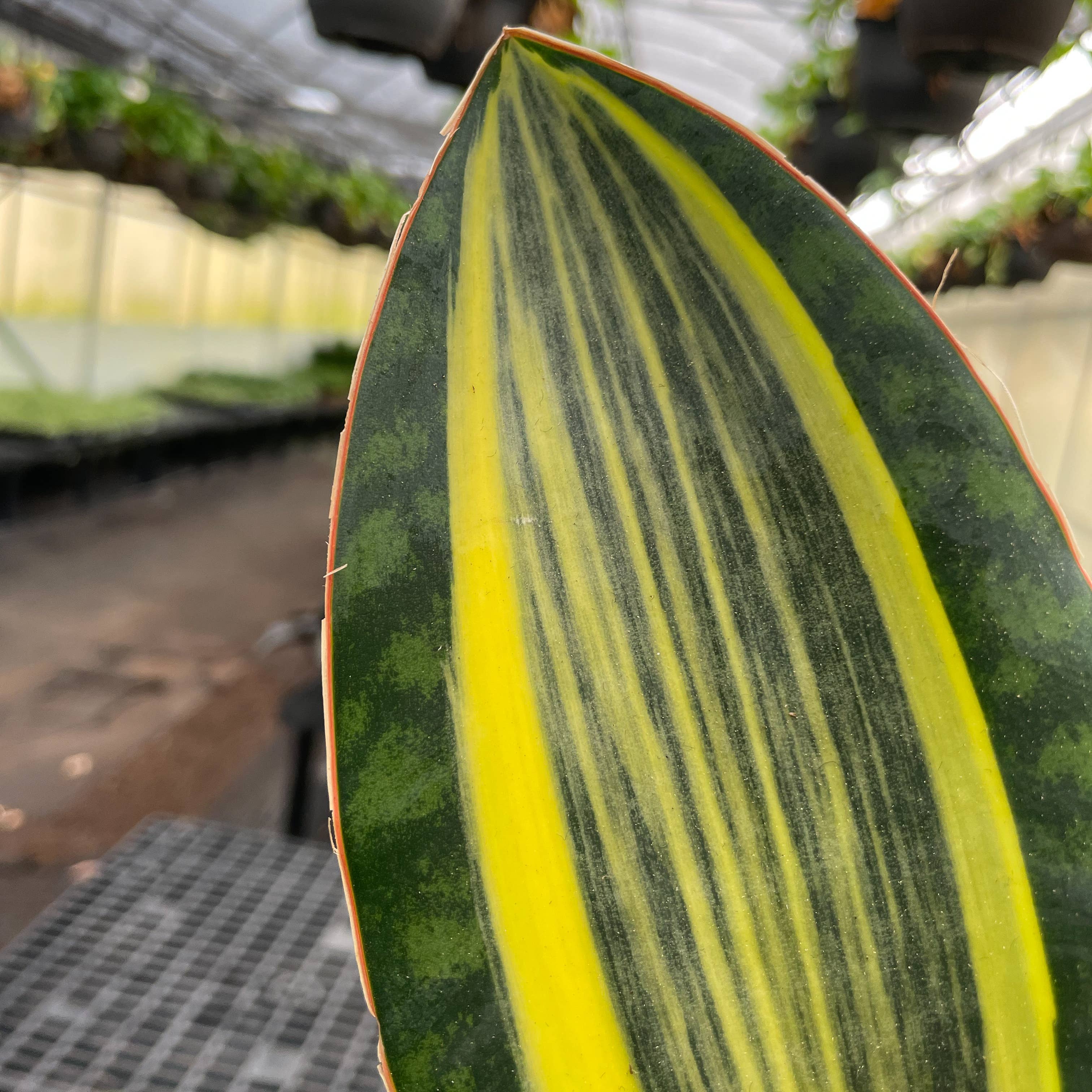 Var Whale Fin Snake Plant