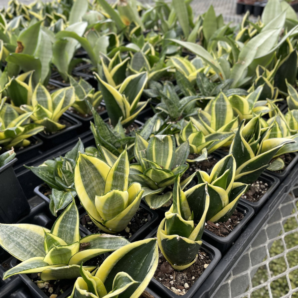 Bird's Nest Snake Plant 3"