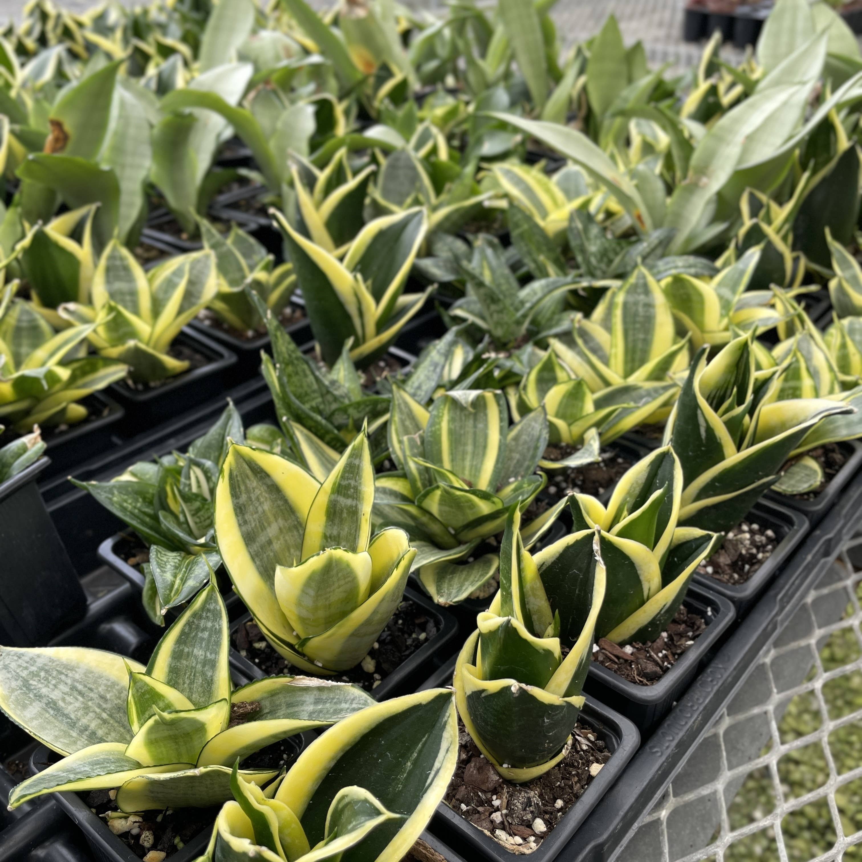 Bird's Nest Snake Plant 3"