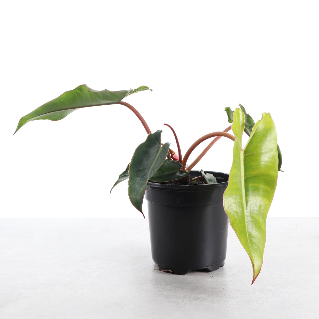 Philodendron Billietiae 4"