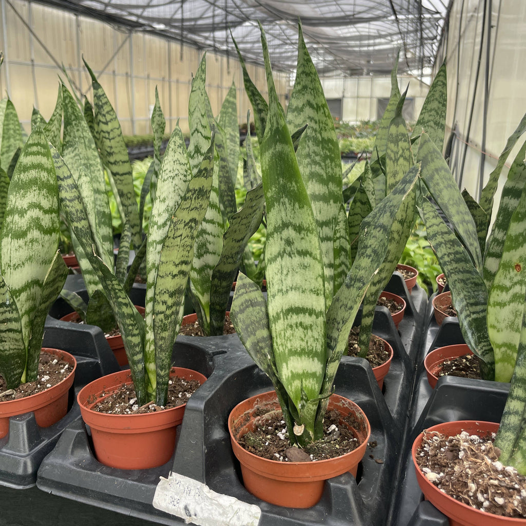 Snake 'Zeylancia',Plant 4"