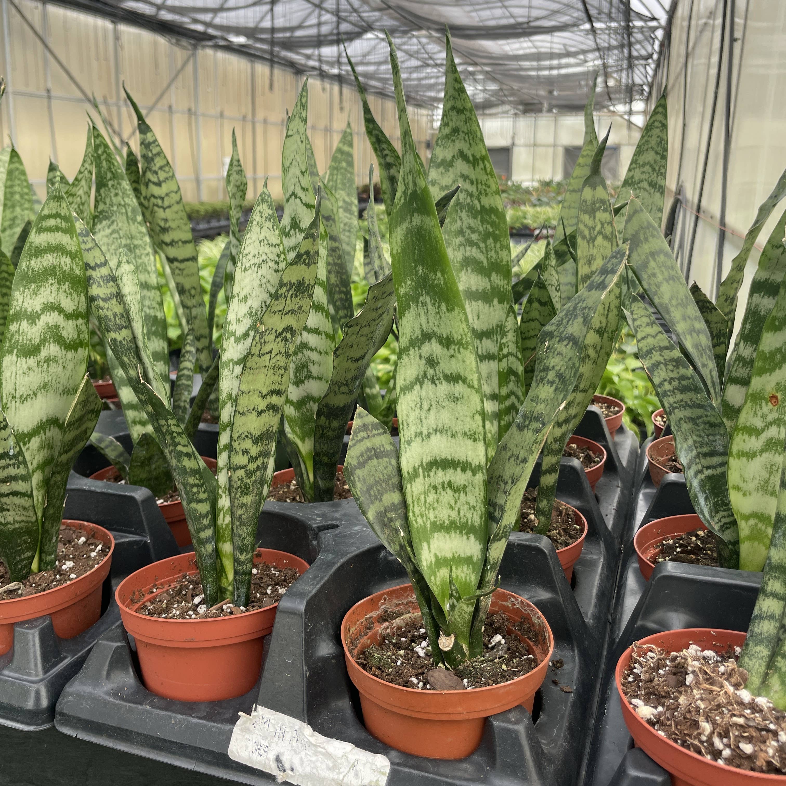 Snake 'Zeylancia',Plant 4"