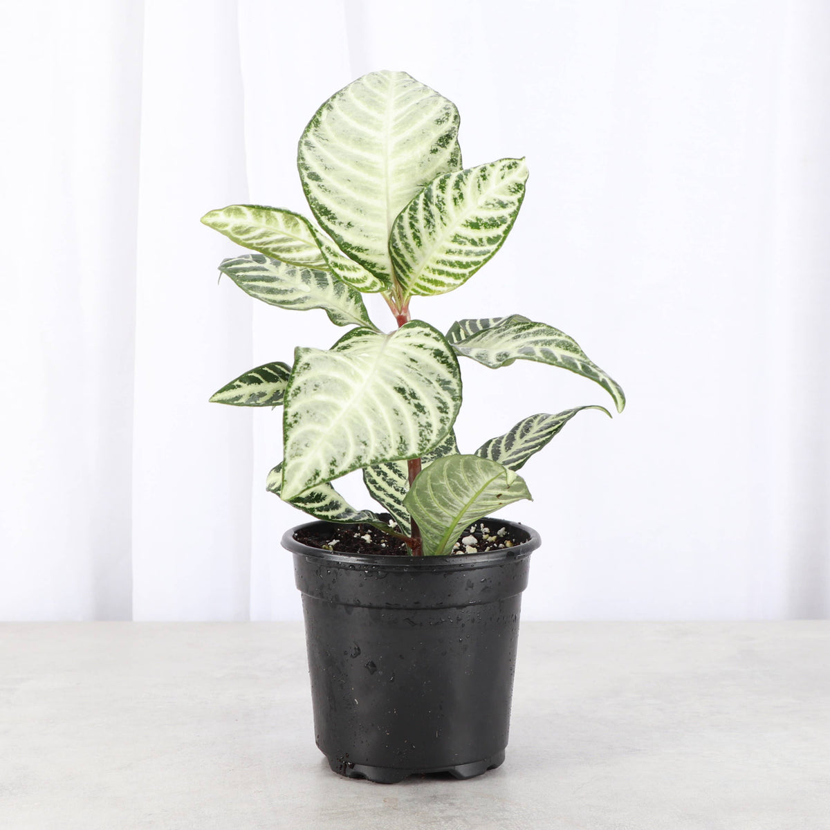Snow White Zebra Plant 4"