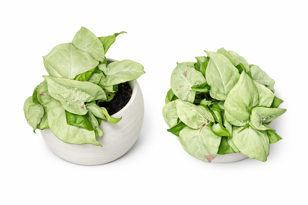 Syngonium Milk Confetti 4" Potted
