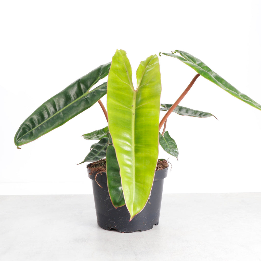 Philodendron Billietiae 4"