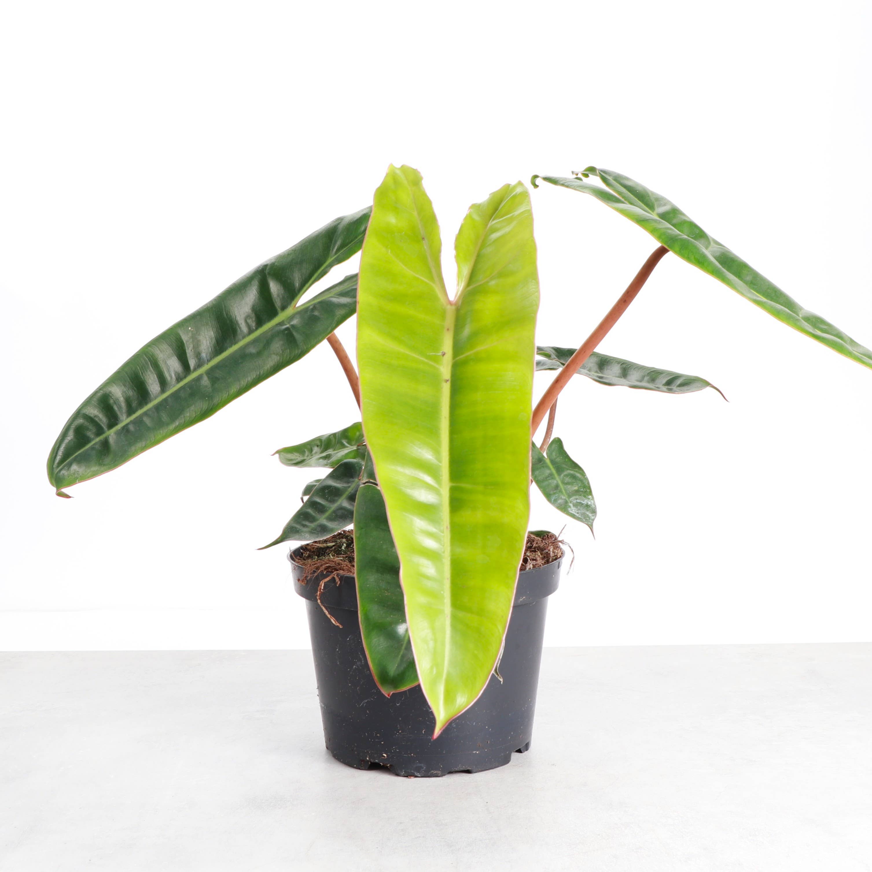 Philodendron Billietiae 4"