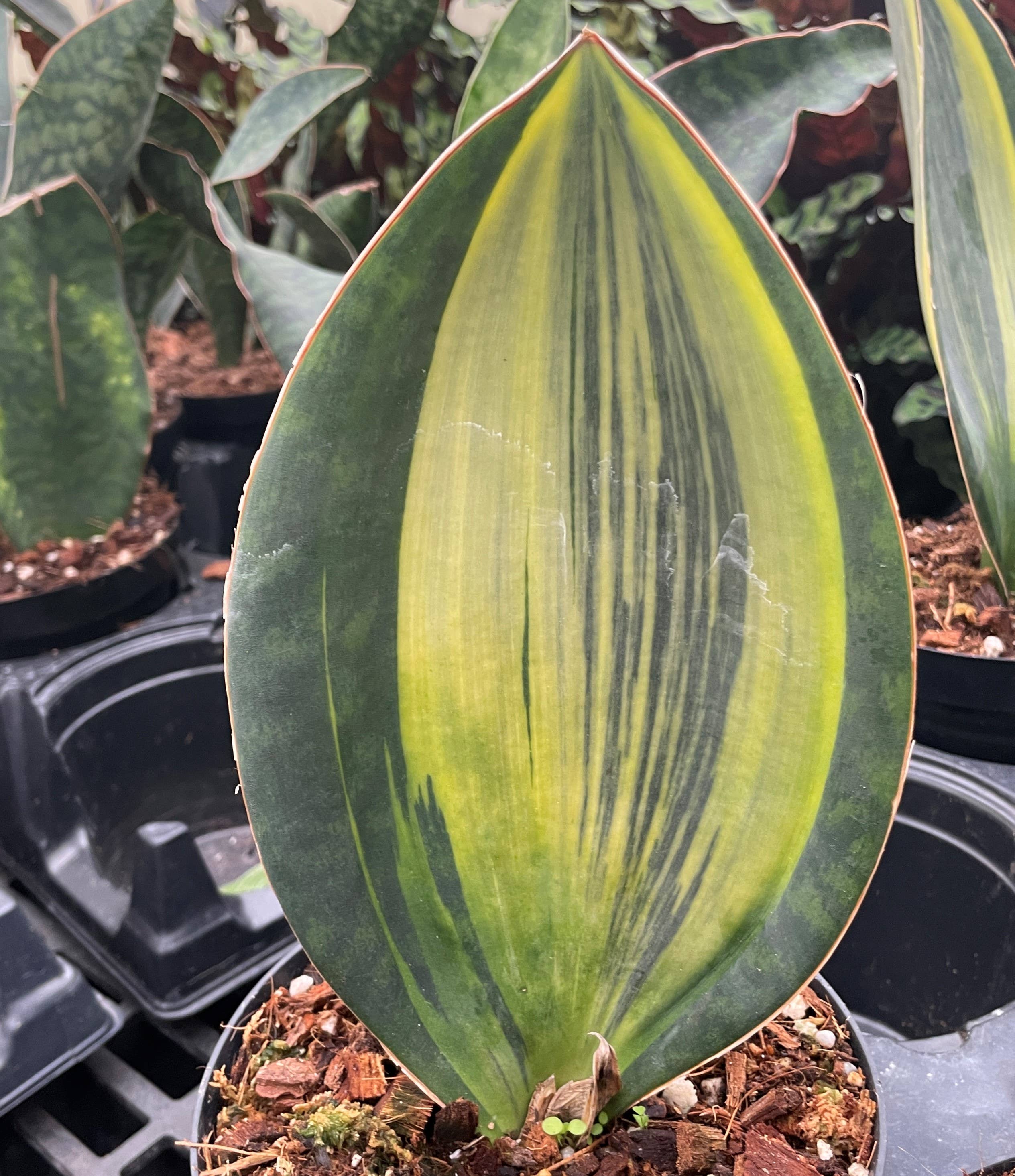 Var Whale Fin Snake Plant