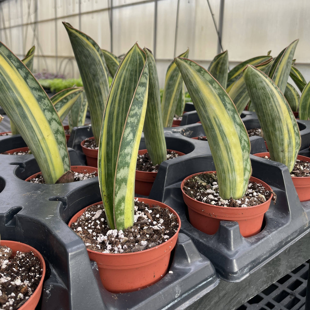 Var Whale Fin Snake Plant