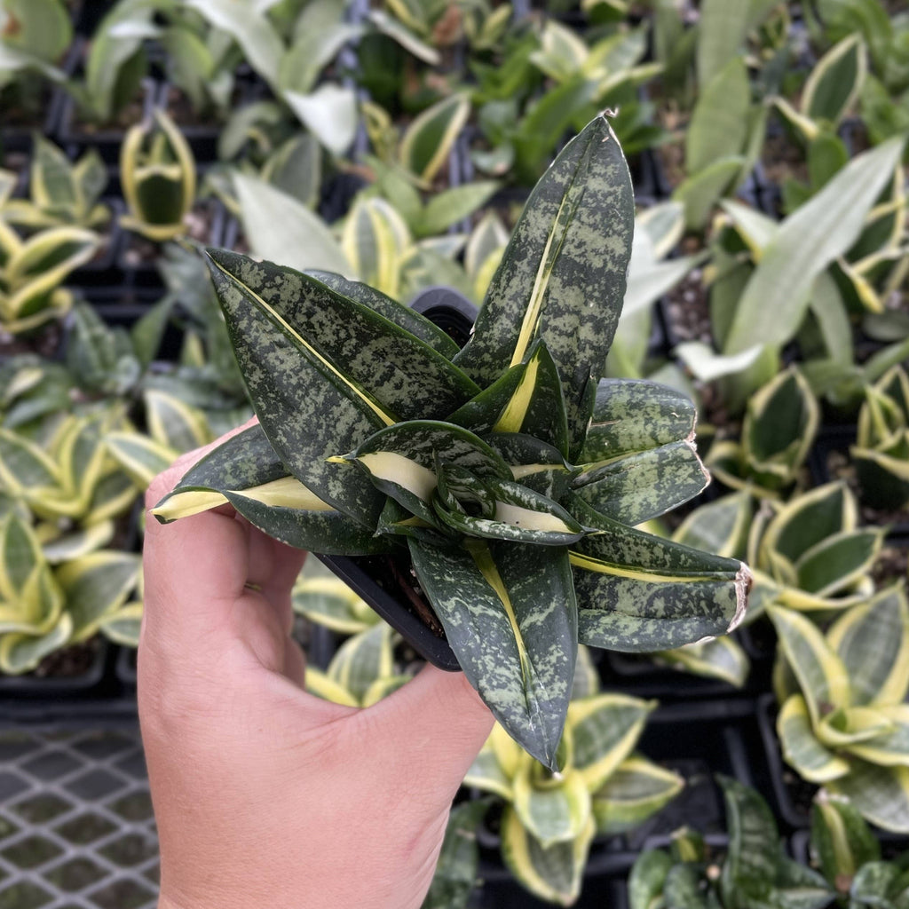 Bird's Nest Snake Plant 3"
