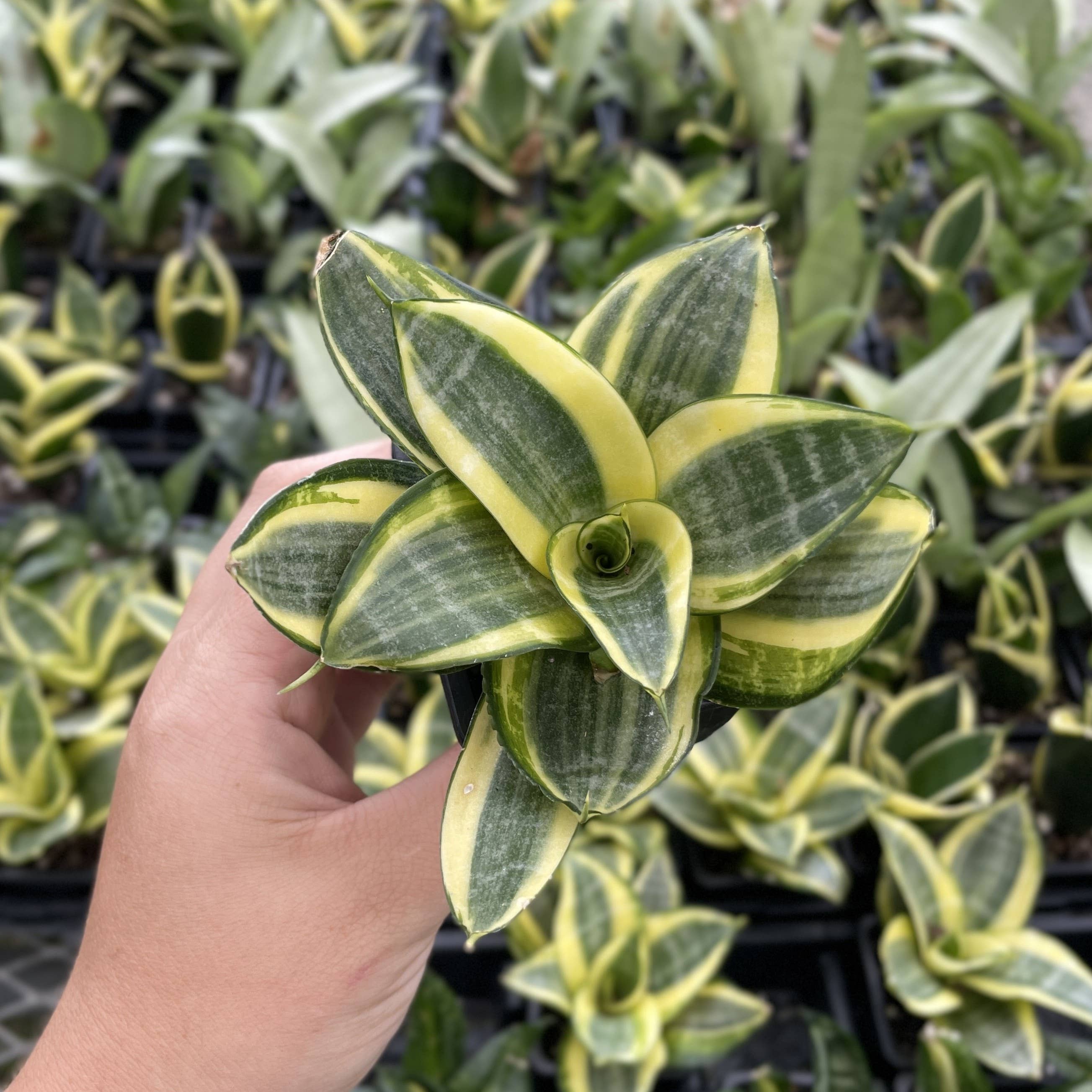Bird's Nest Snake Plant 3"