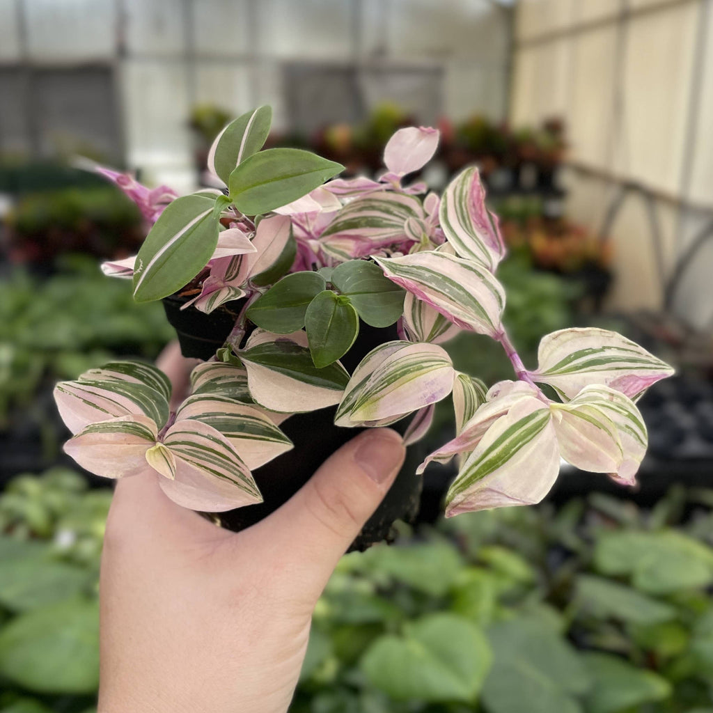 Tradescantia Quadricolor 4"