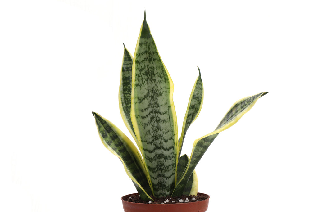 Snake 'Laurentii', Variegated 4"