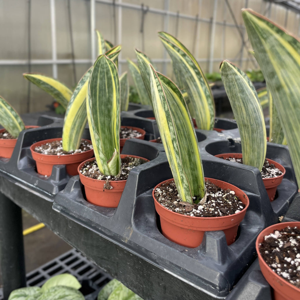 Var Whale Fin Snake Plant