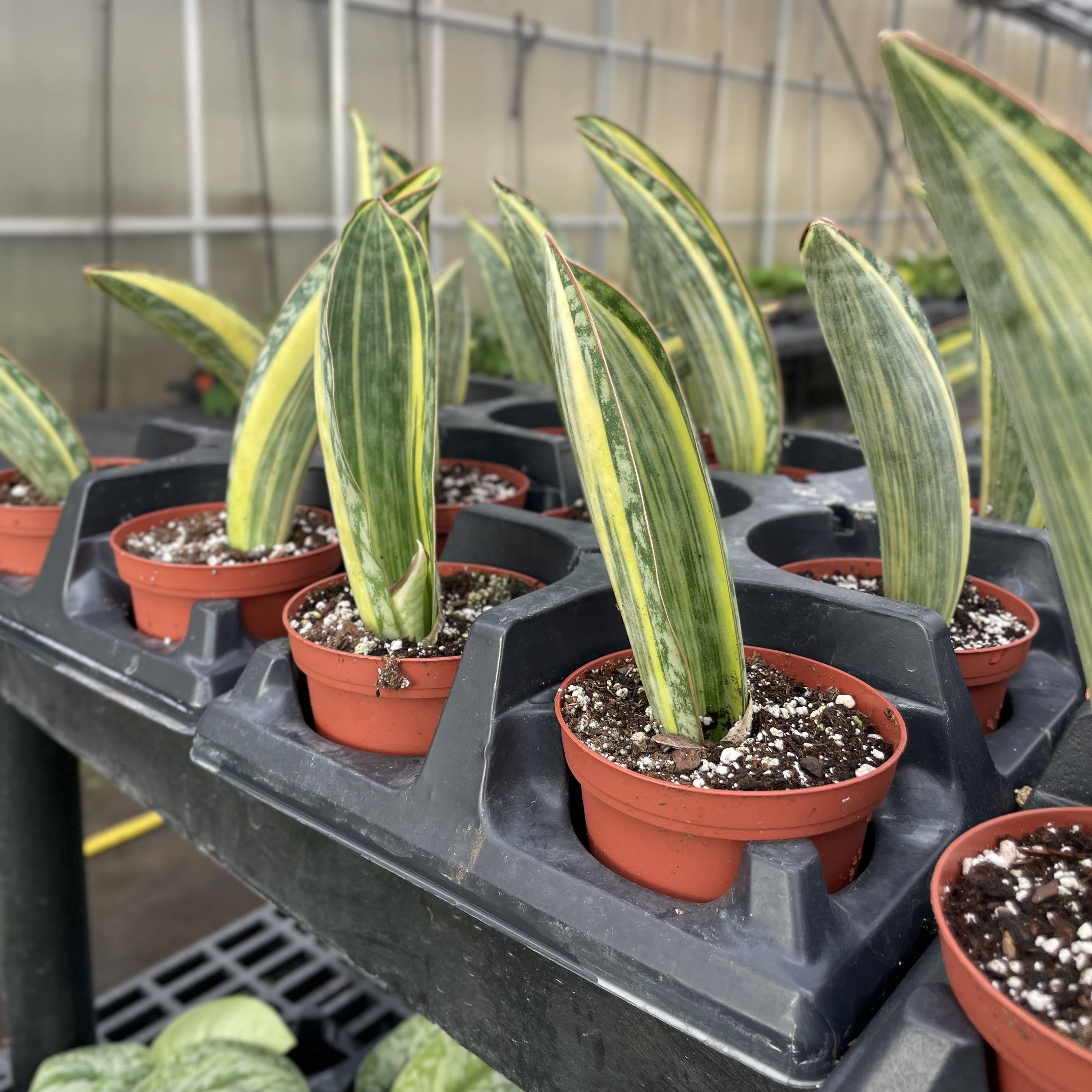 Var Whale Fin Snake Plant