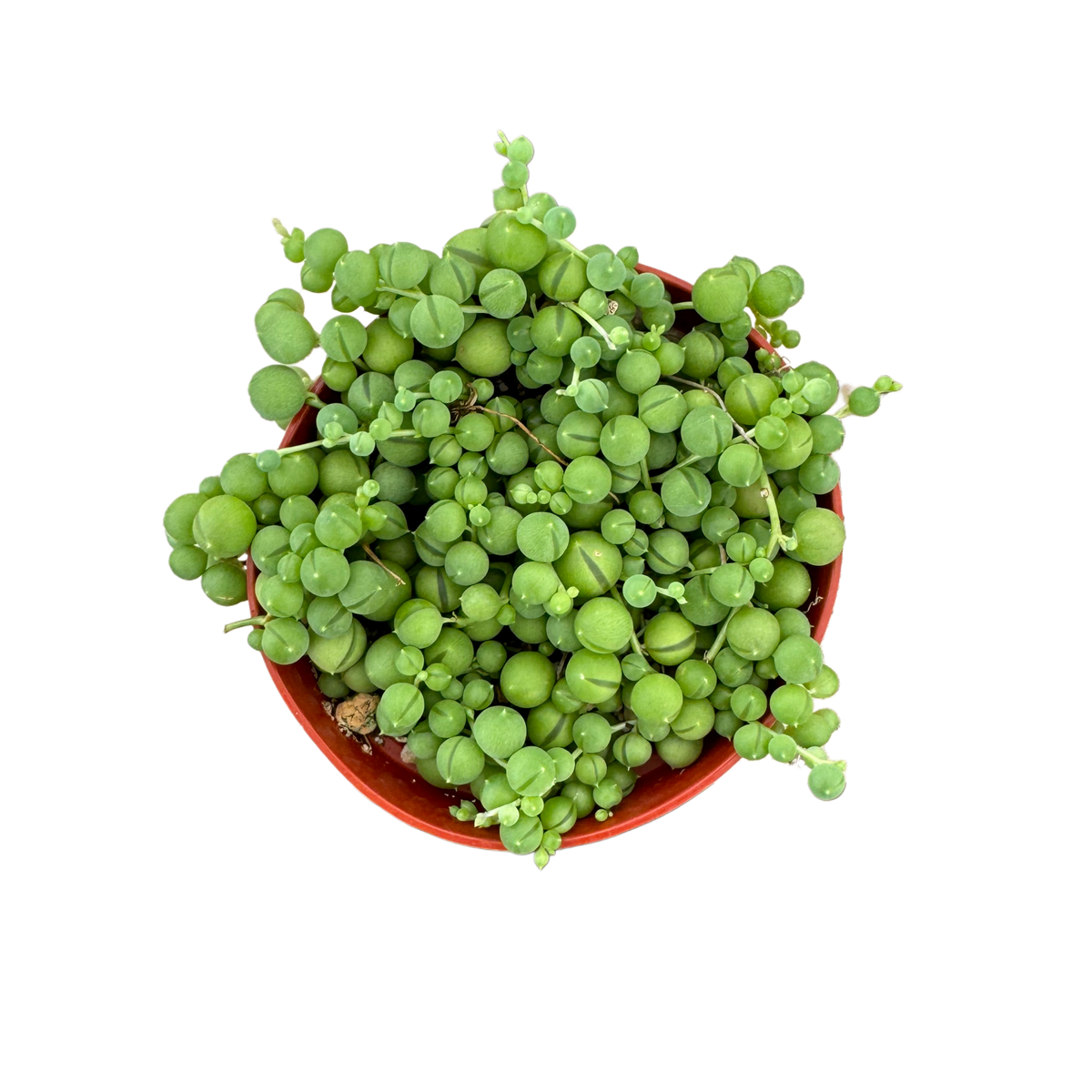String of Pearls 4"