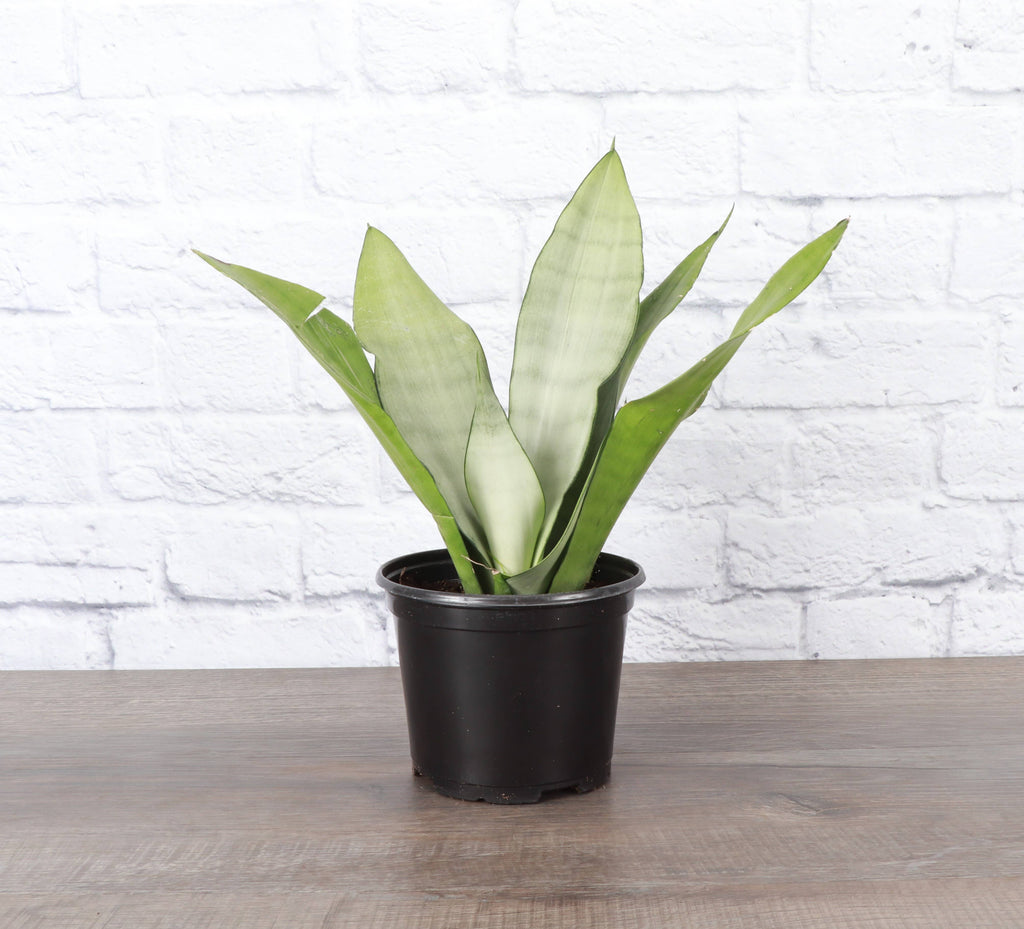 Moonshine Snake Plant 4"
