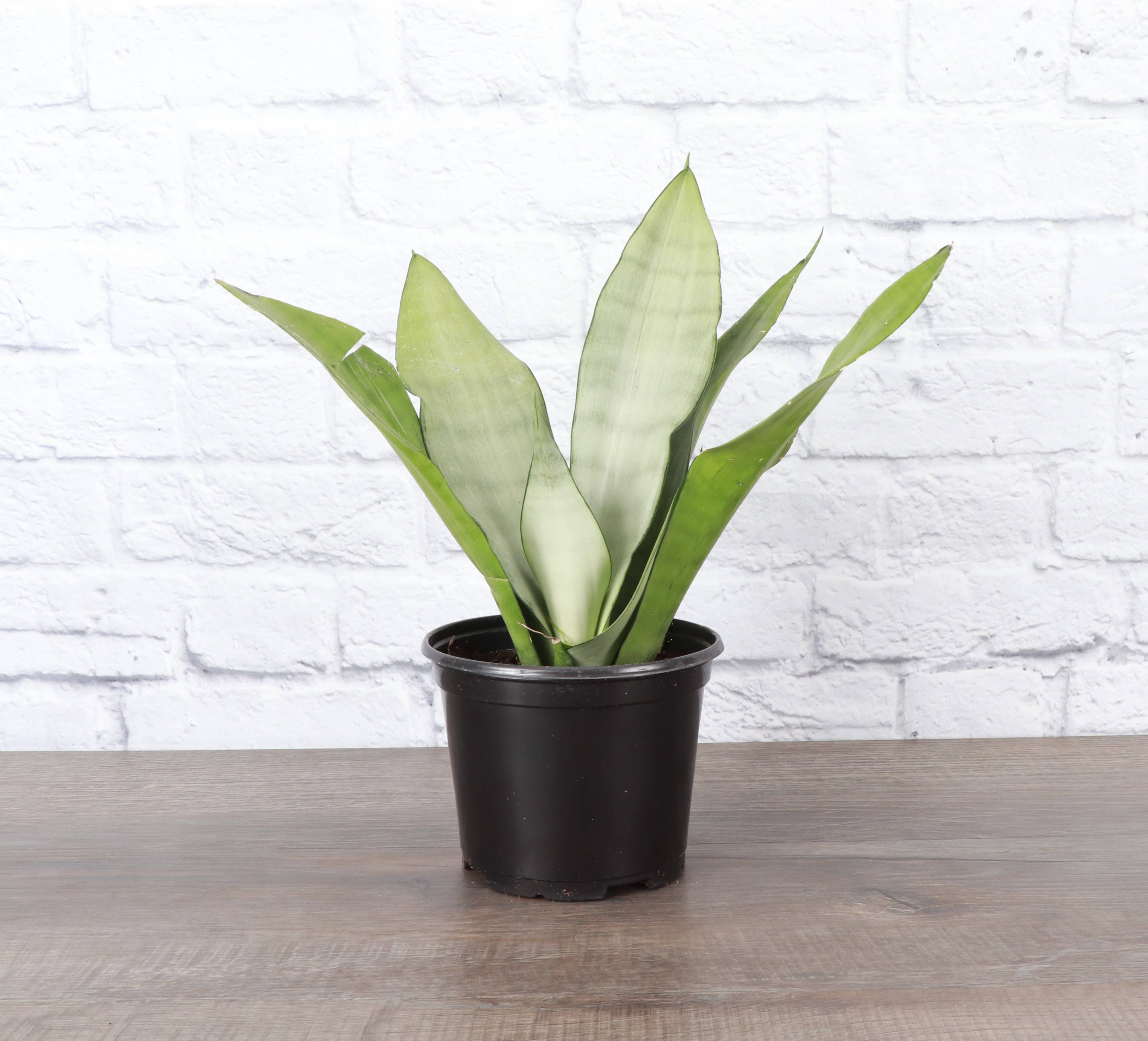 Moonshine Snake Plant 4"