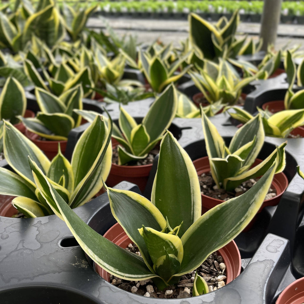 Bird's Nest Snake Plant 3"