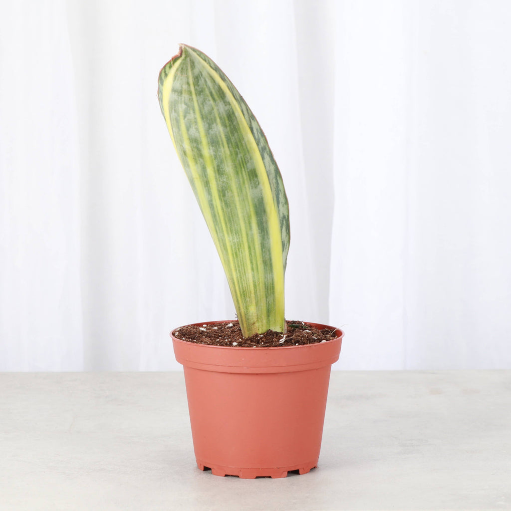 Var Whale Fin Snake Plant