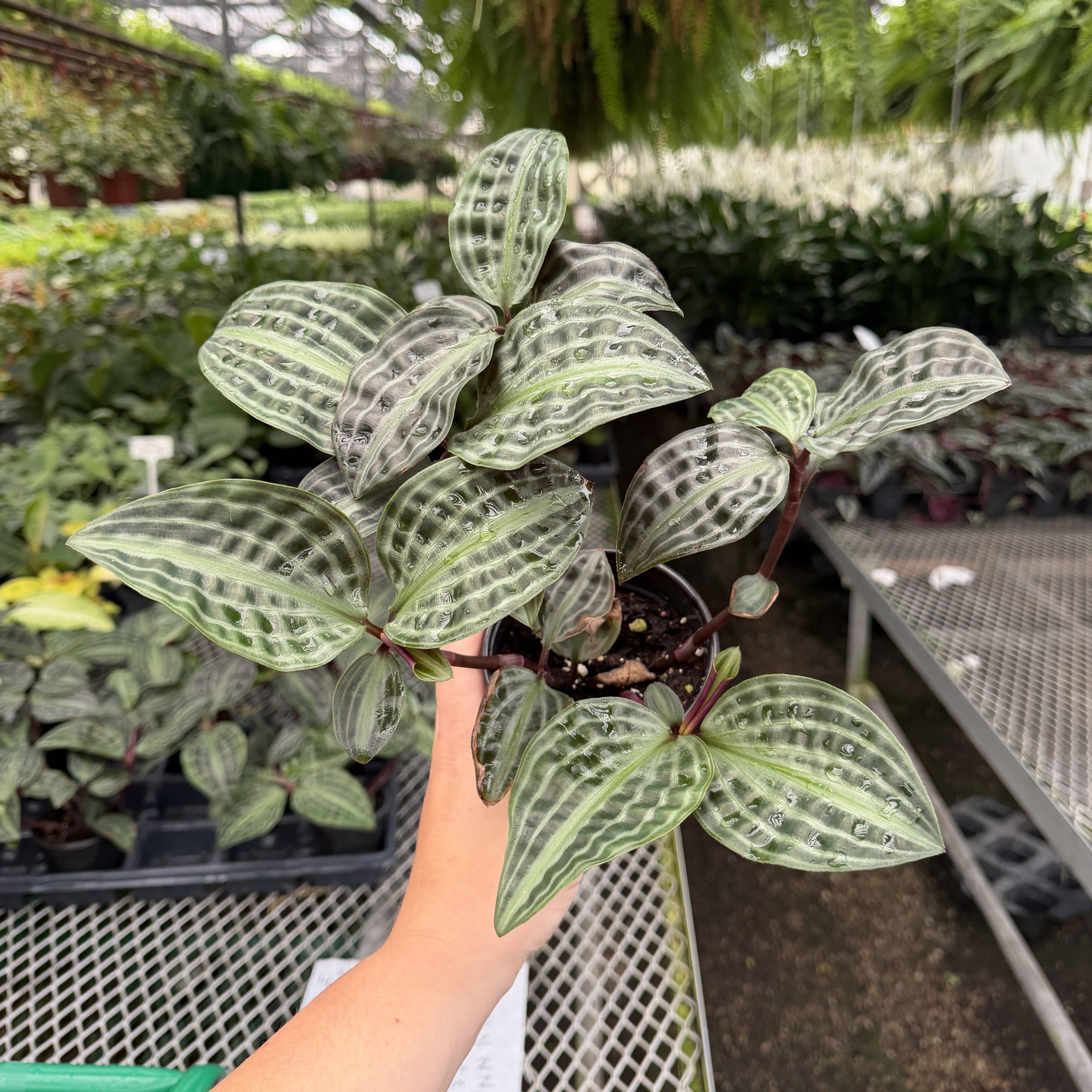 Seersucker Plant 4"