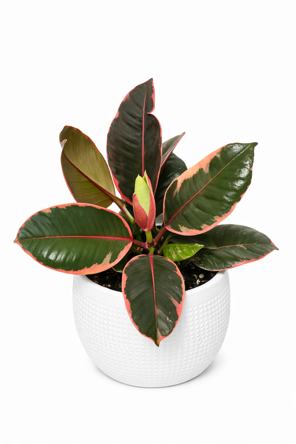 Ruby Rubber Tree Ficus Elastica 6" Potted