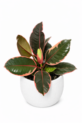Ruby Rubber Tree Ficus Elastica 6" Potted