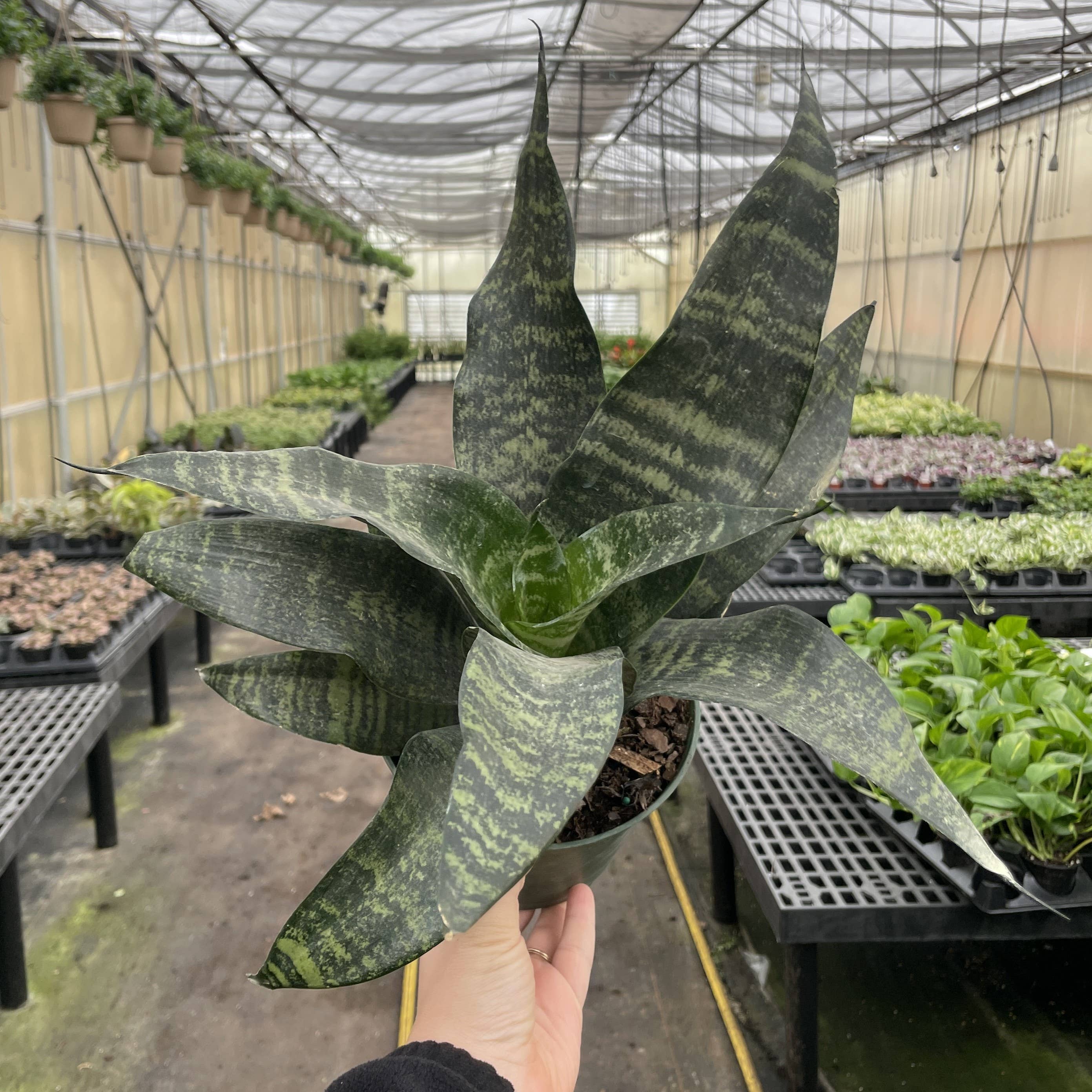Snake 'Zeylancia',Plant 4"