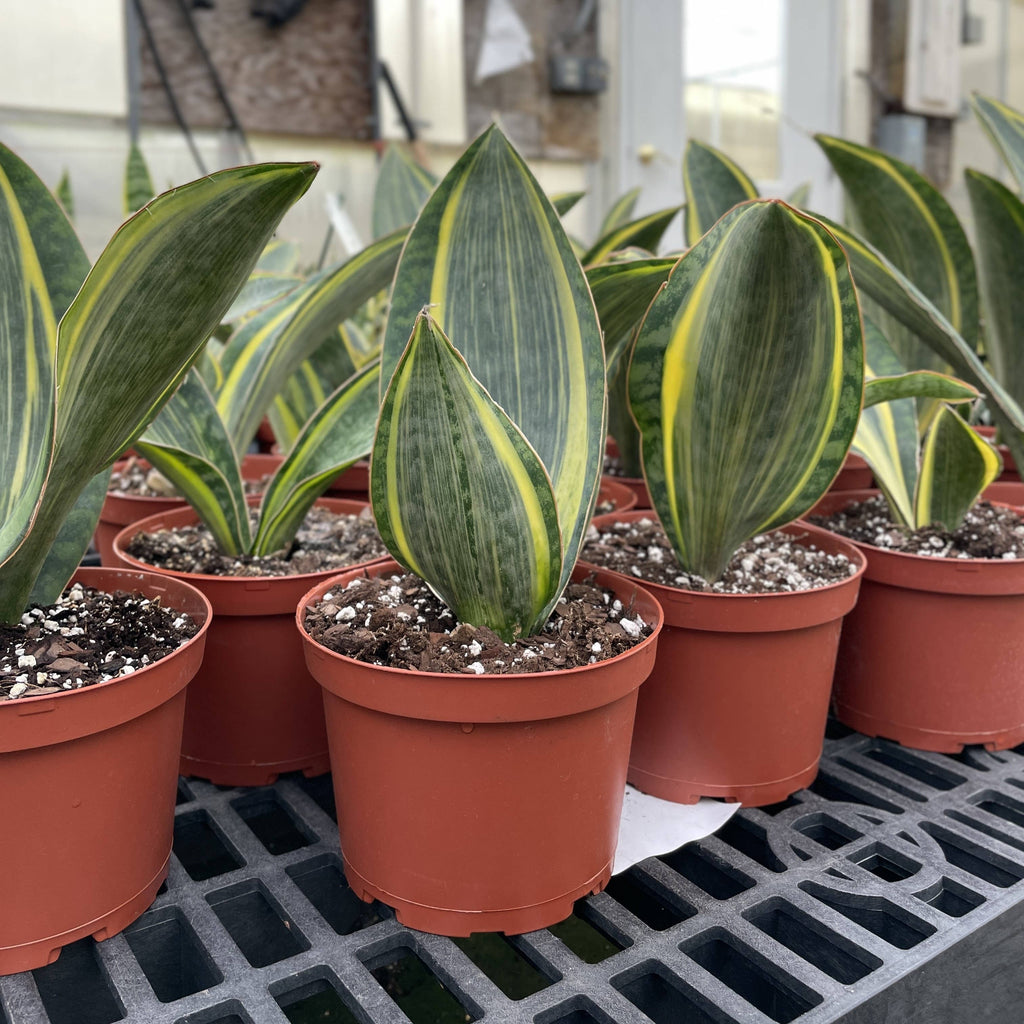Var Whale Fin Snake Plant