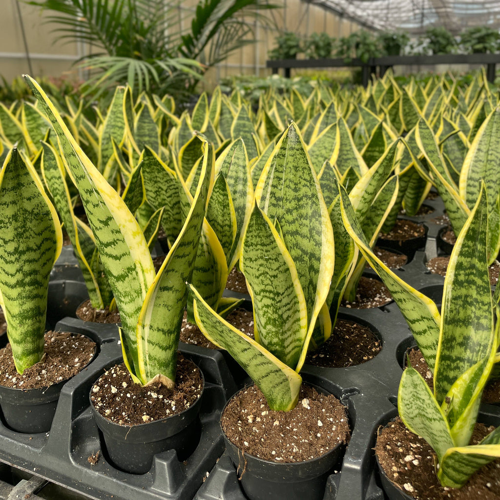 Snake 'Laurentii', Variegated 4"