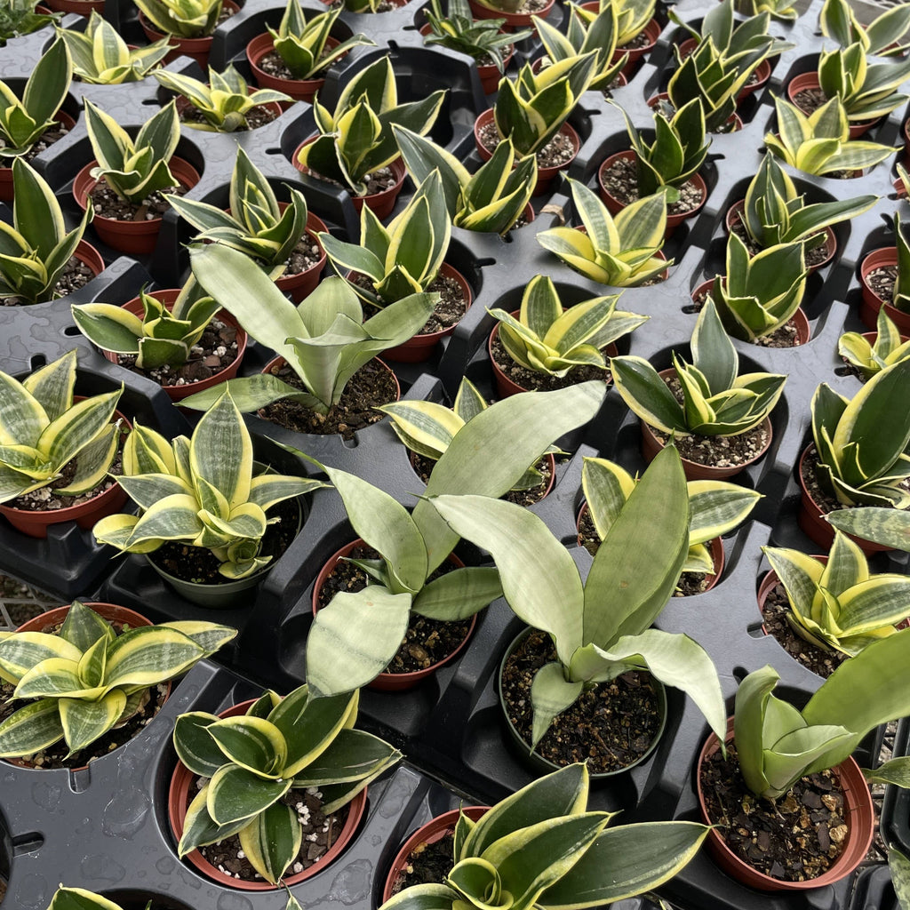 Bird's Nest Snake Plant 3"