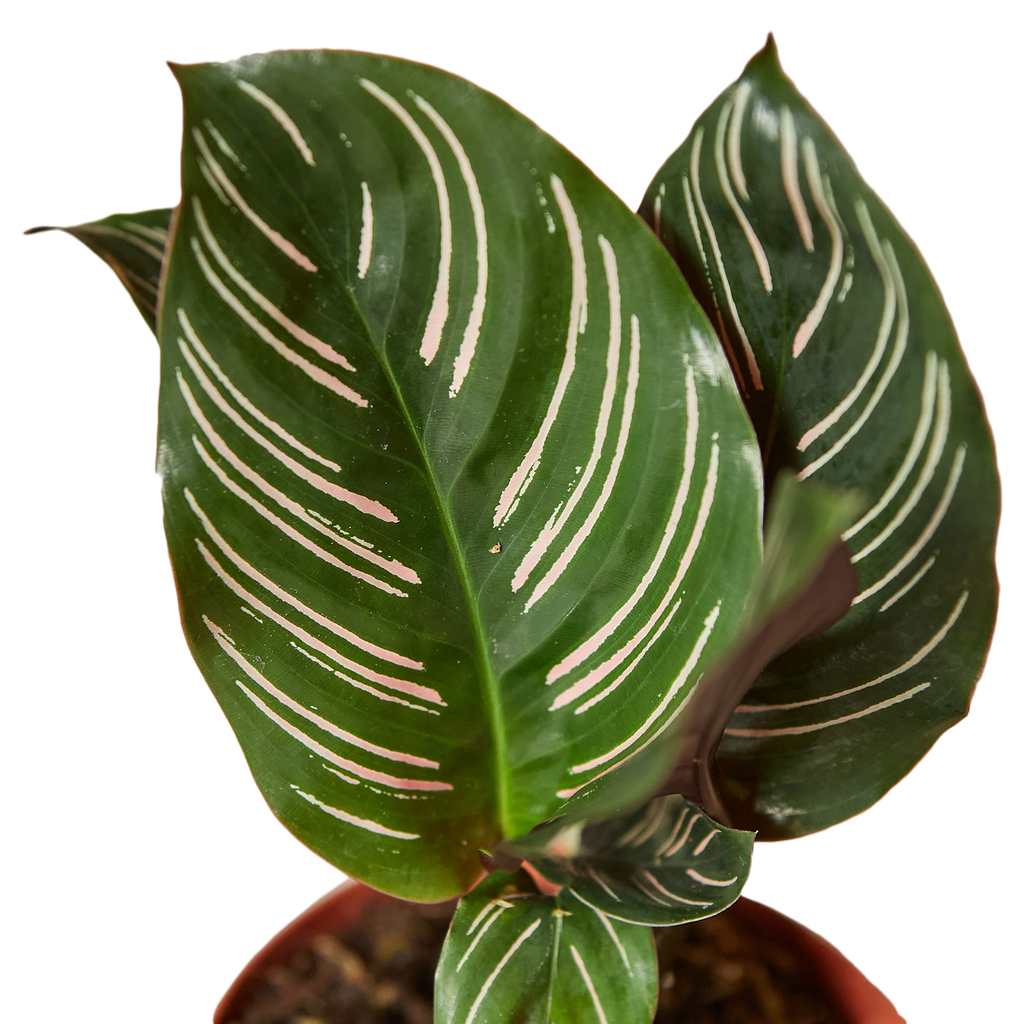 CALATHEA ORNATA 4-inch