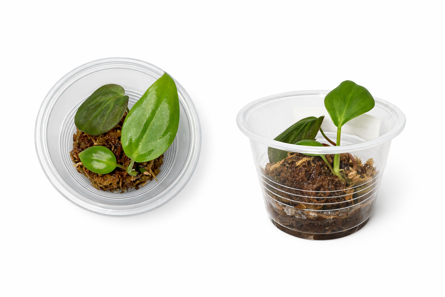 Philodendron Mican-Rooted