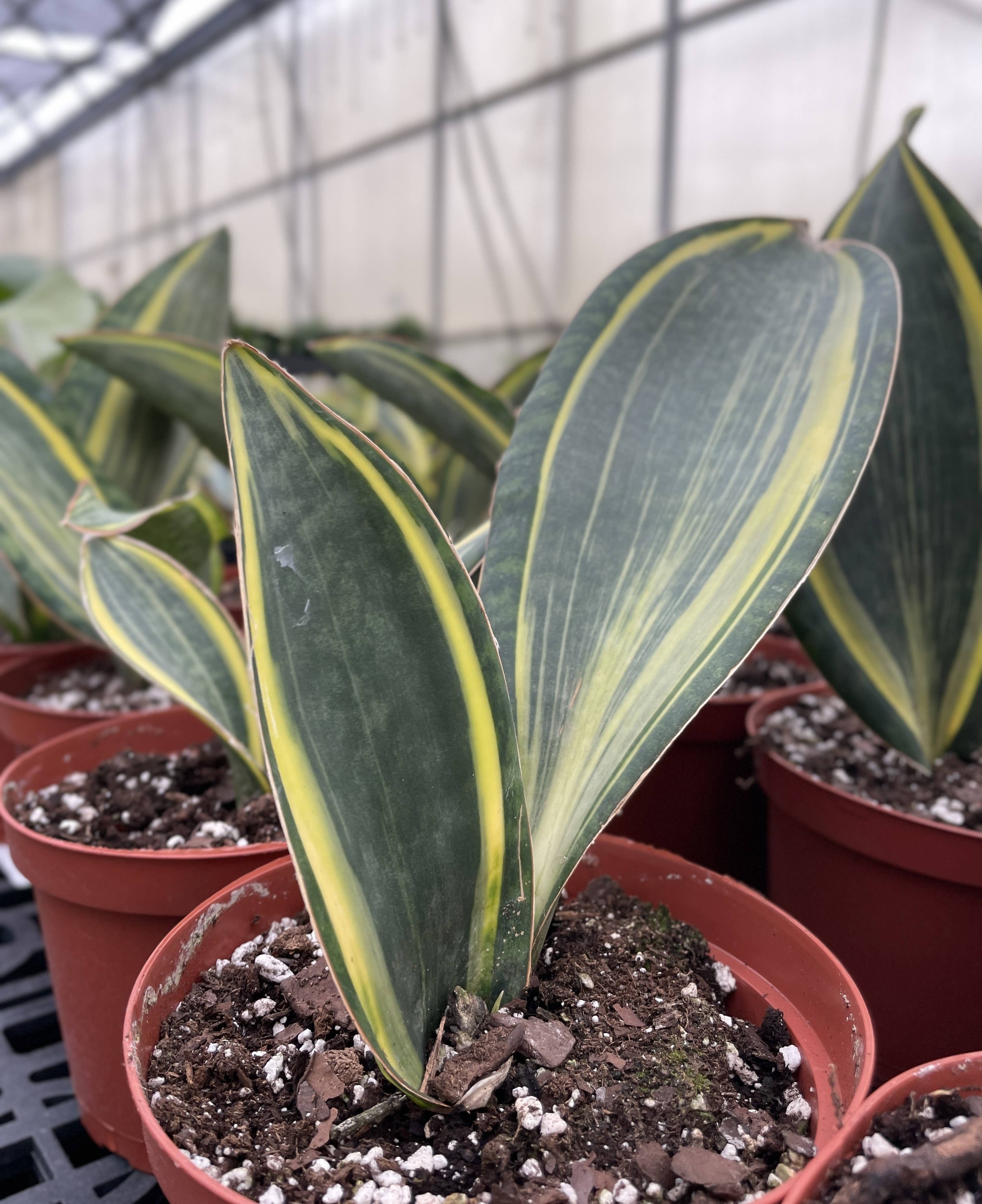 Var Whale Fin Snake Plant