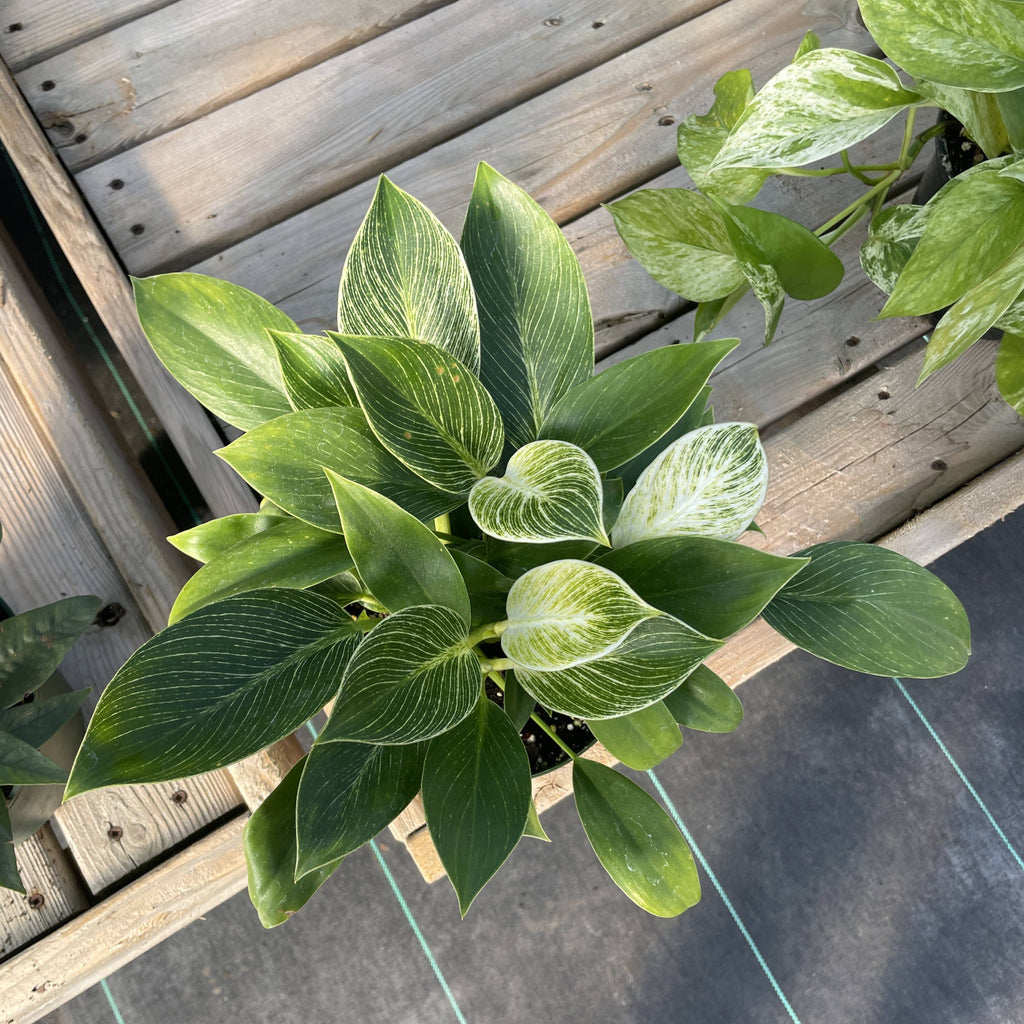 Philodendron Birkin 4"