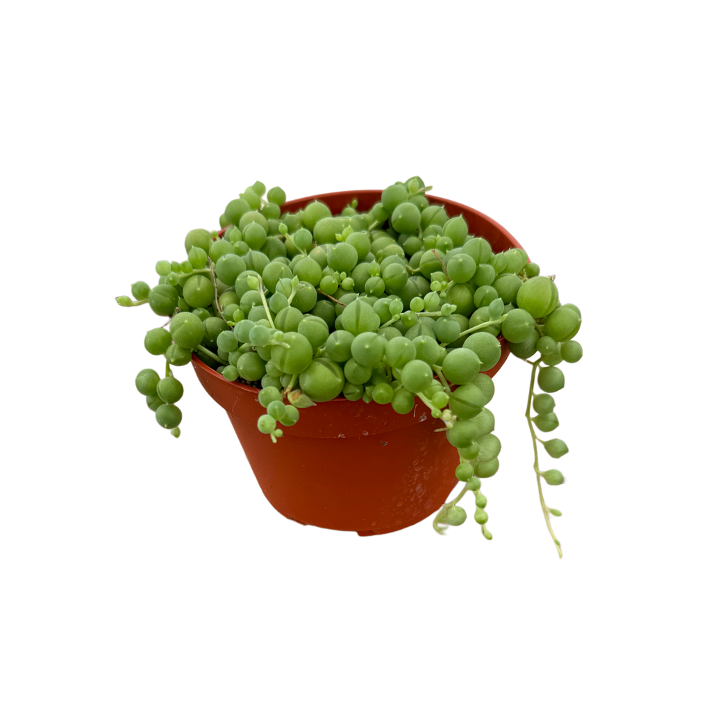 String of Pearls 4"
