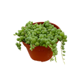 String of Pearls 4"