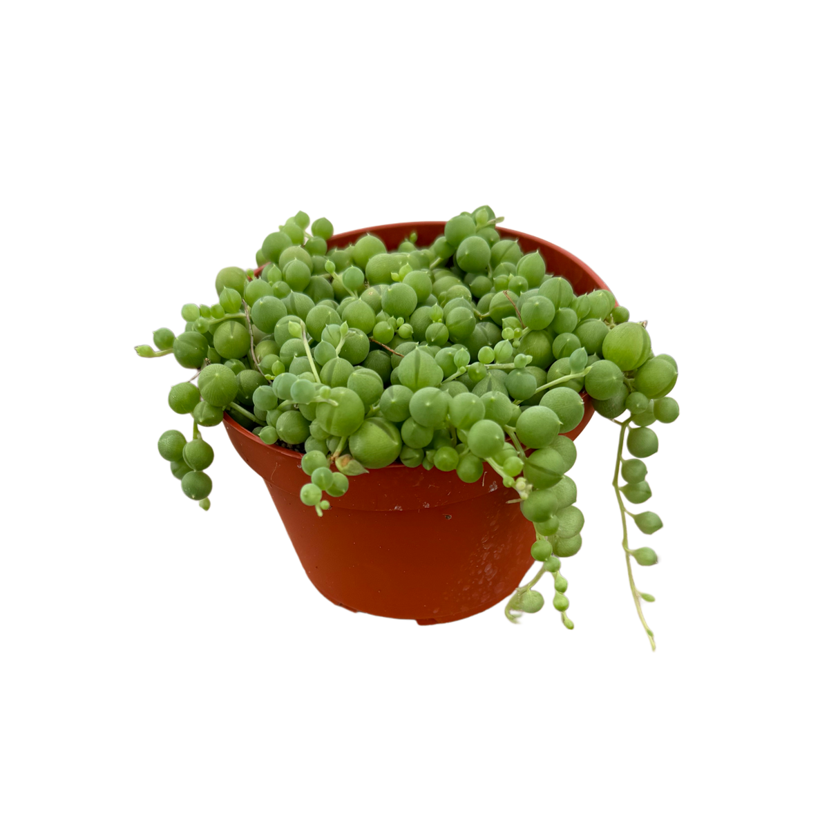 String of Pearls 4"